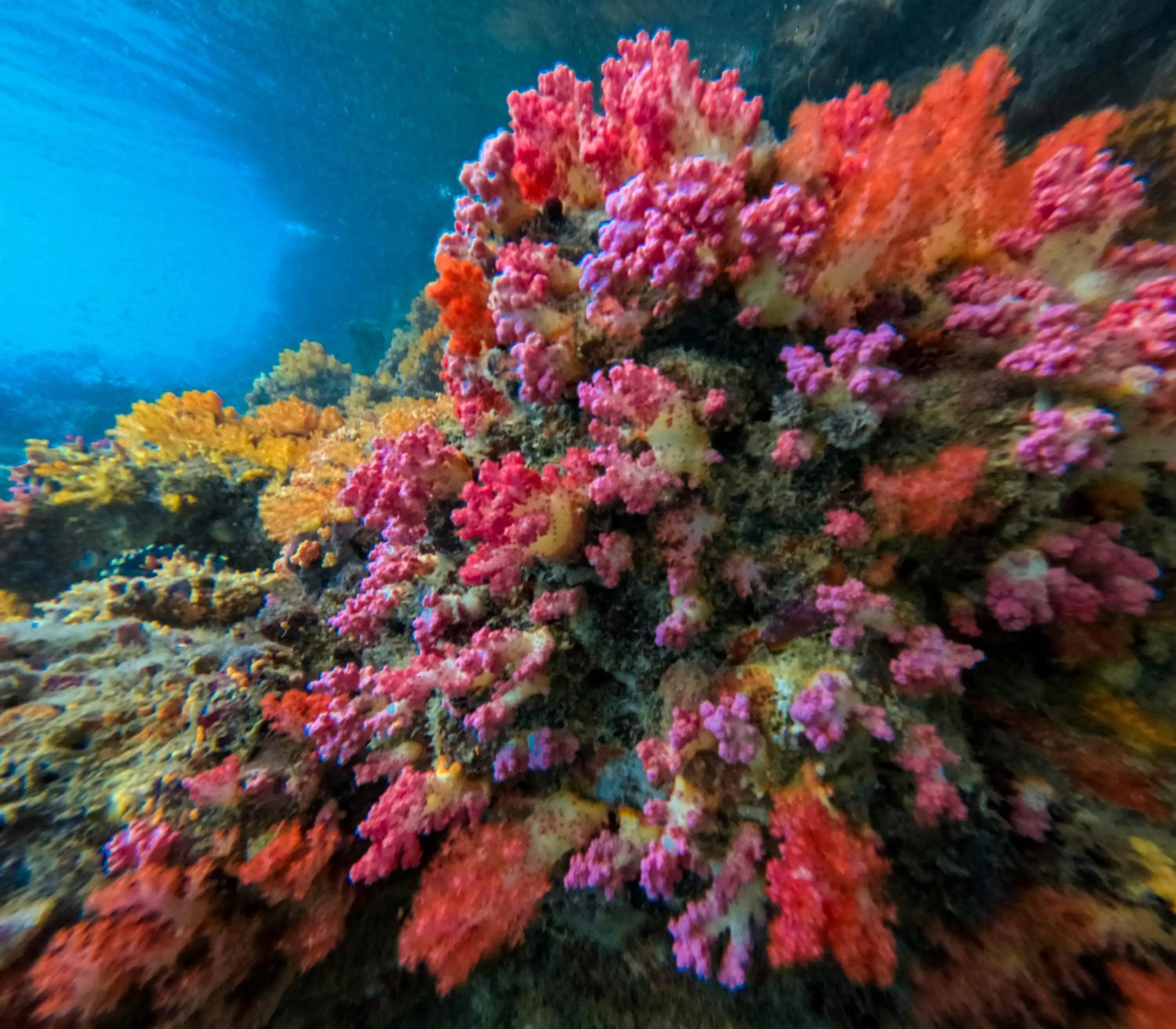 Snorkeling in Le Ranong Bistro Hotel