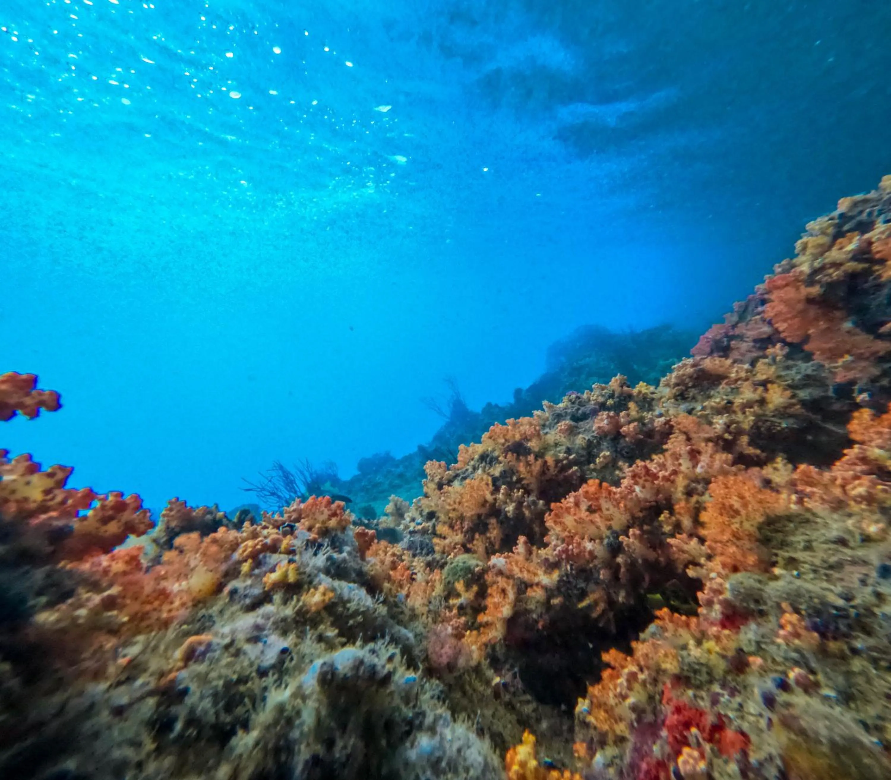 Snorkeling in Le Ranong Bistro Hotel