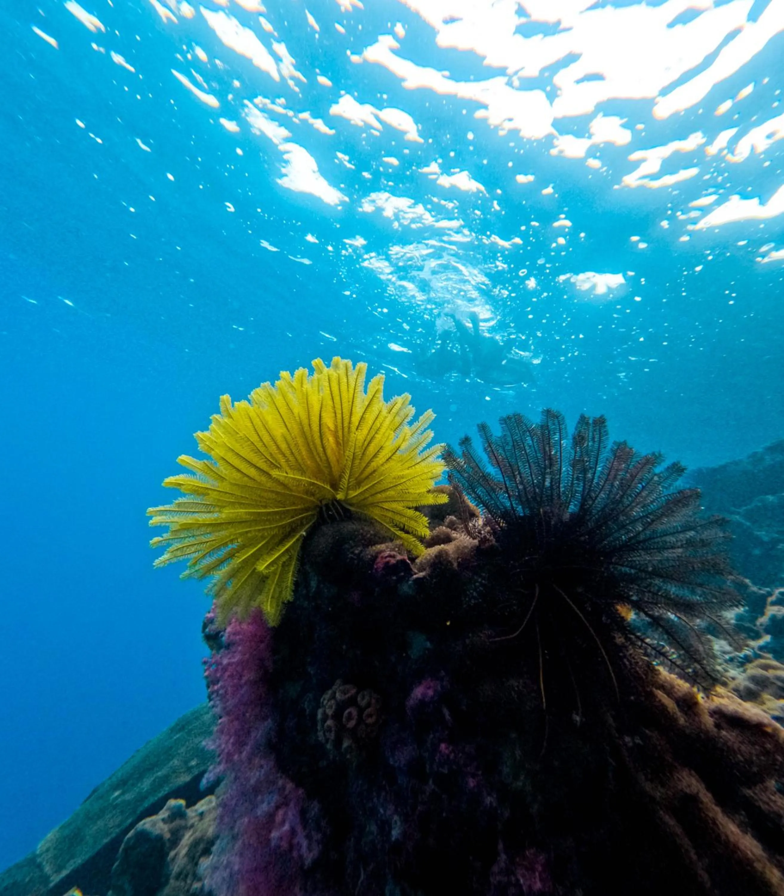 Snorkeling in Le Ranong Bistro Hotel