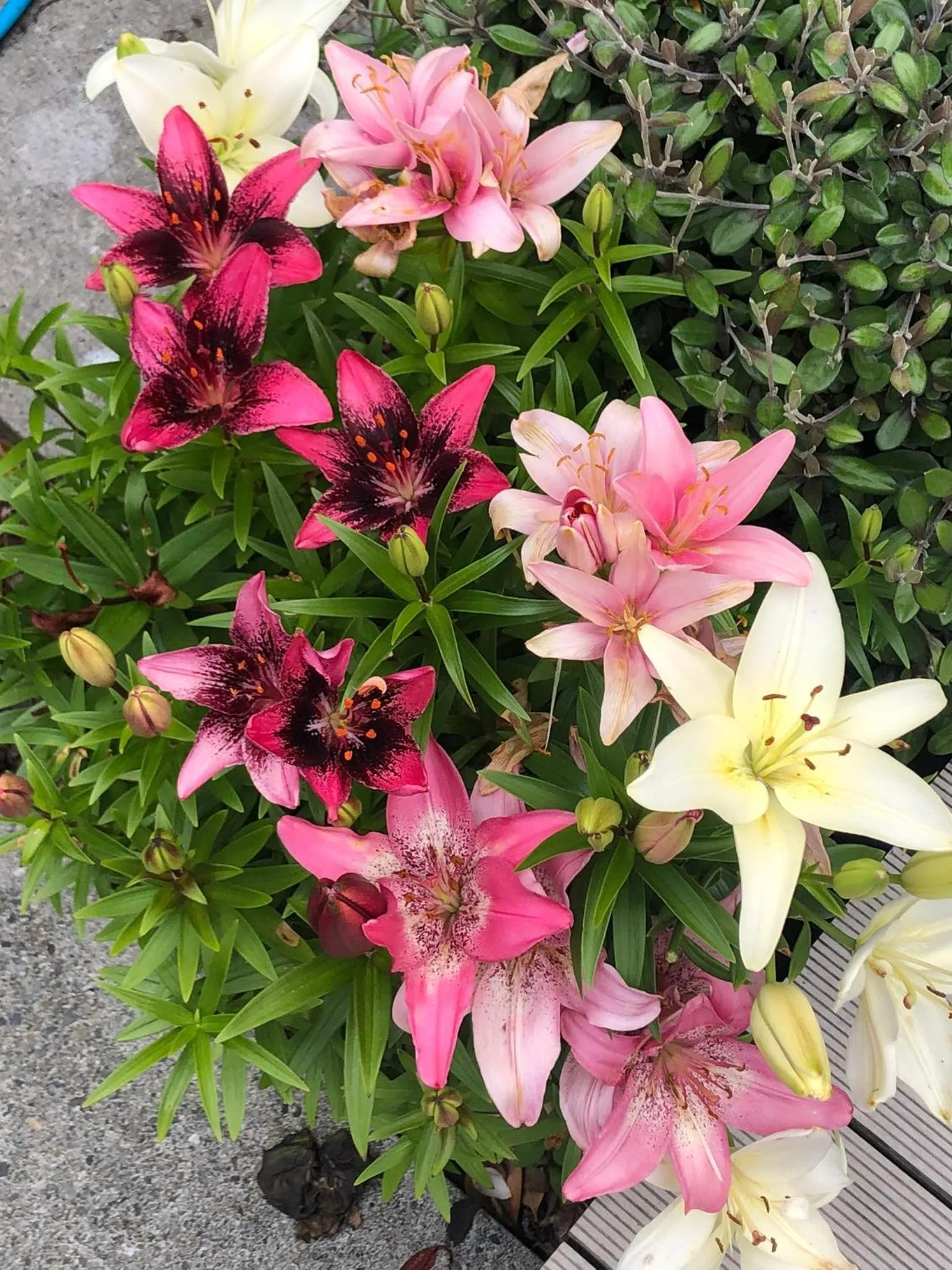 Garden view in Top Floor Bed and Breakfast