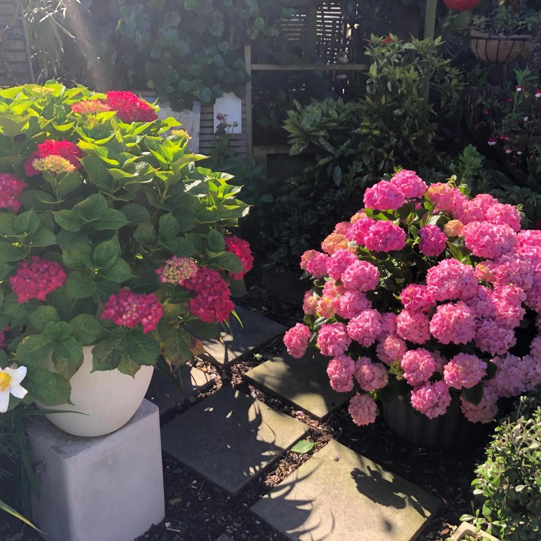 Garden in Top Floor Bed and Breakfast