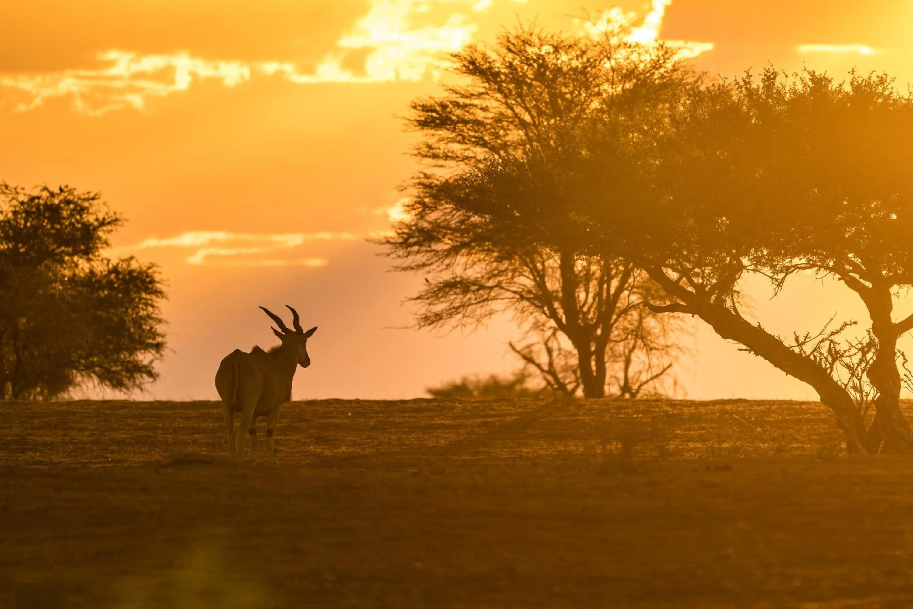 Animals in Gondwana Kalahari Anib Lodge