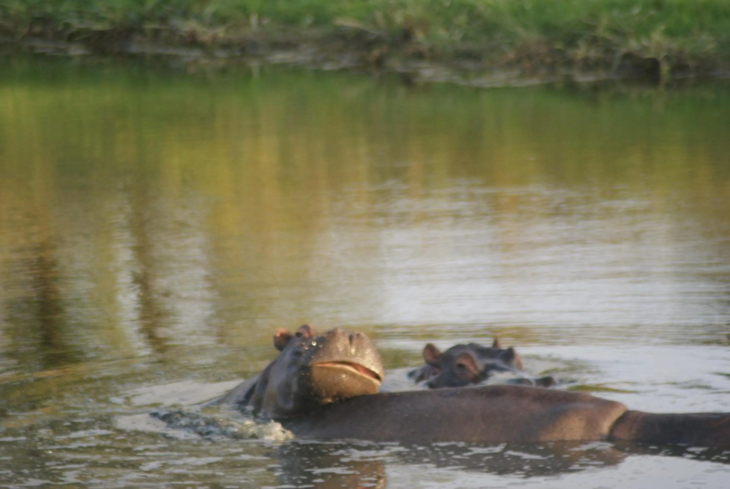 Homestead Bed and Breakfast