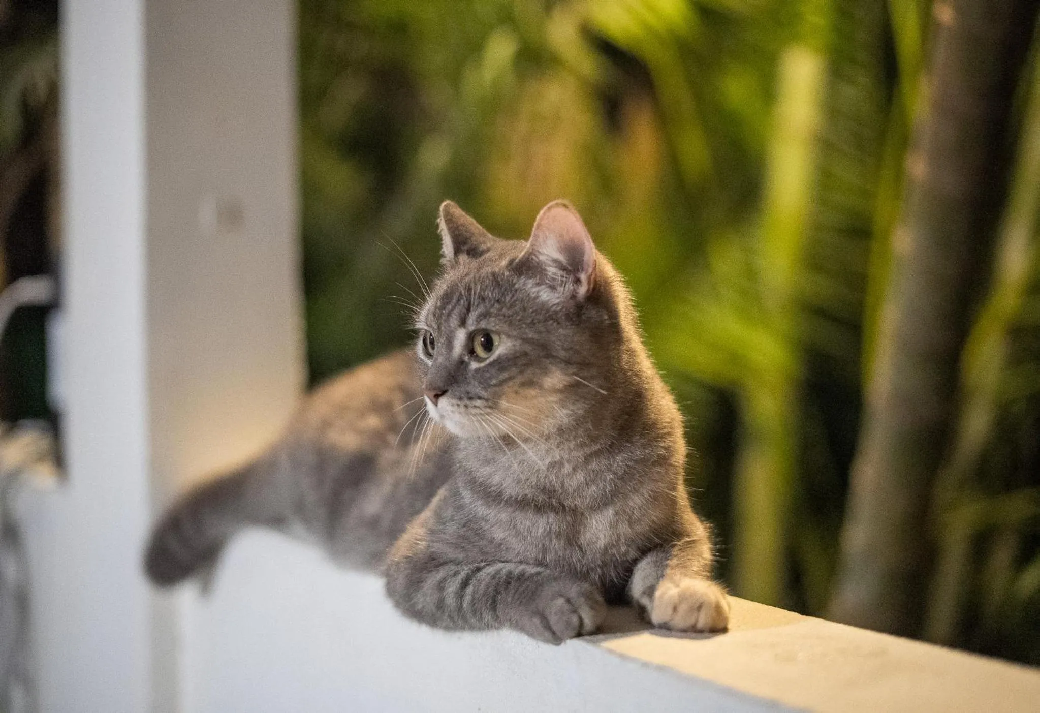 Pets in Dreamcatcher Hotel - Live the Dream of Santa Teresa