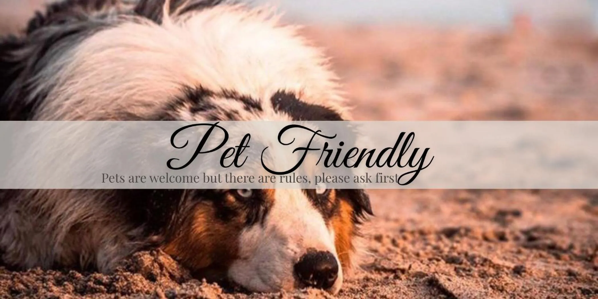 Pets in Dreamcatcher Hotel - Live the Dream of Santa Teresa