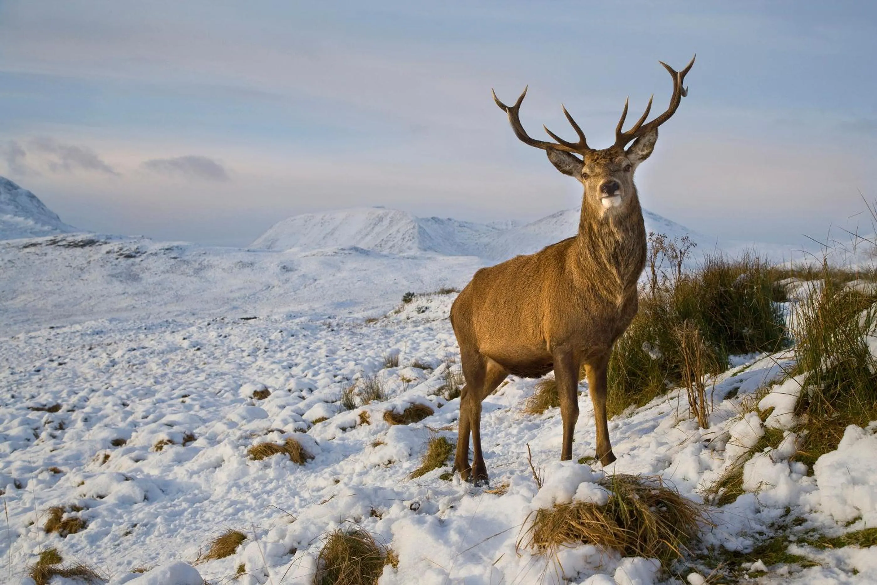 Natural landscape in The Airds Hotel and Restaurant