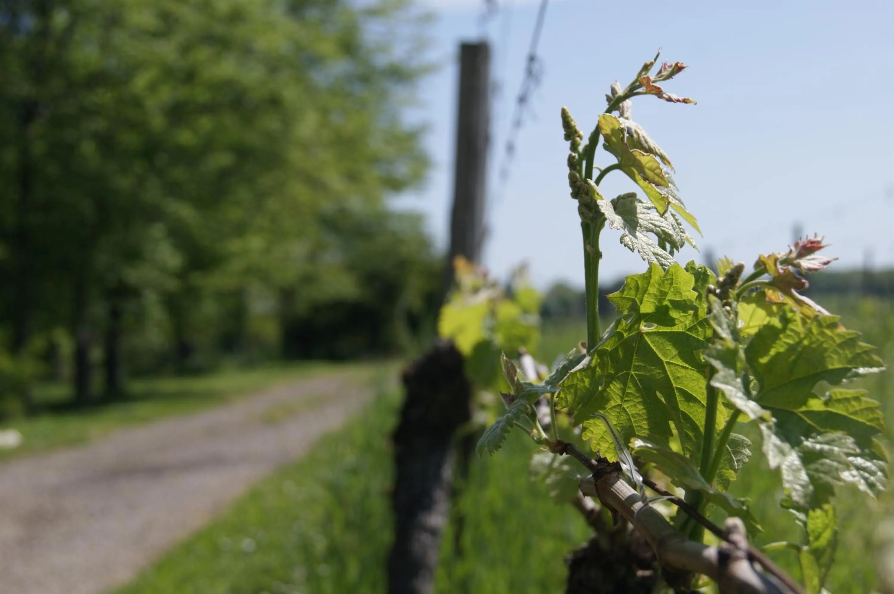 Landmark view in Domaine Maison Dodo