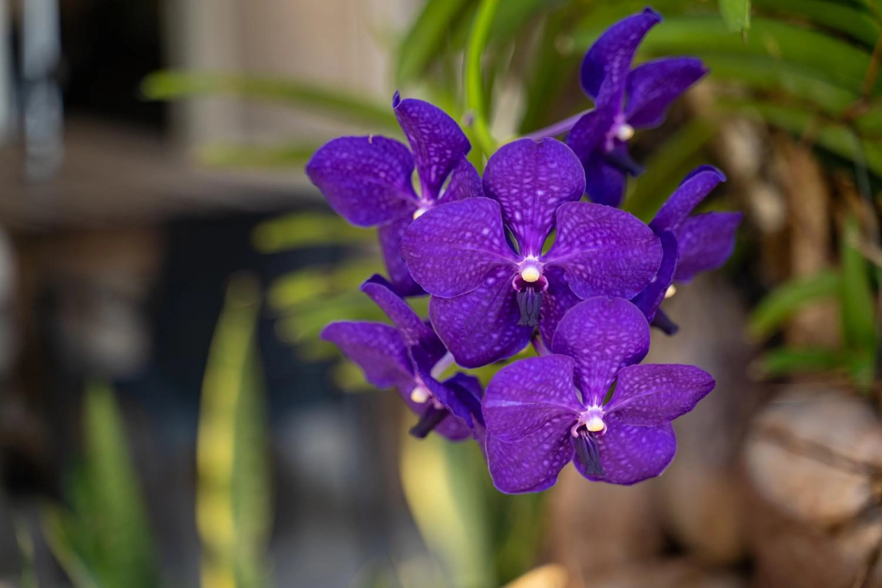 Garden in The Ridge Residence