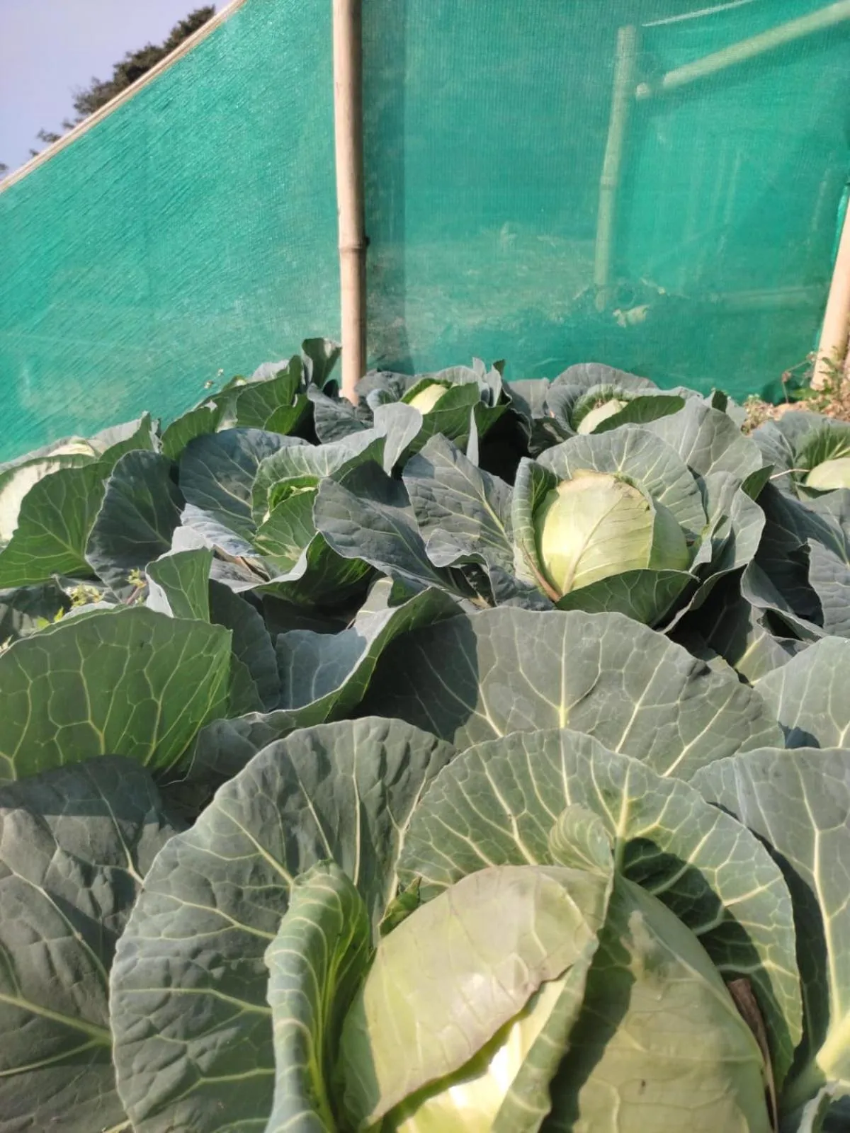 Meals in Art Mile Kalimpong