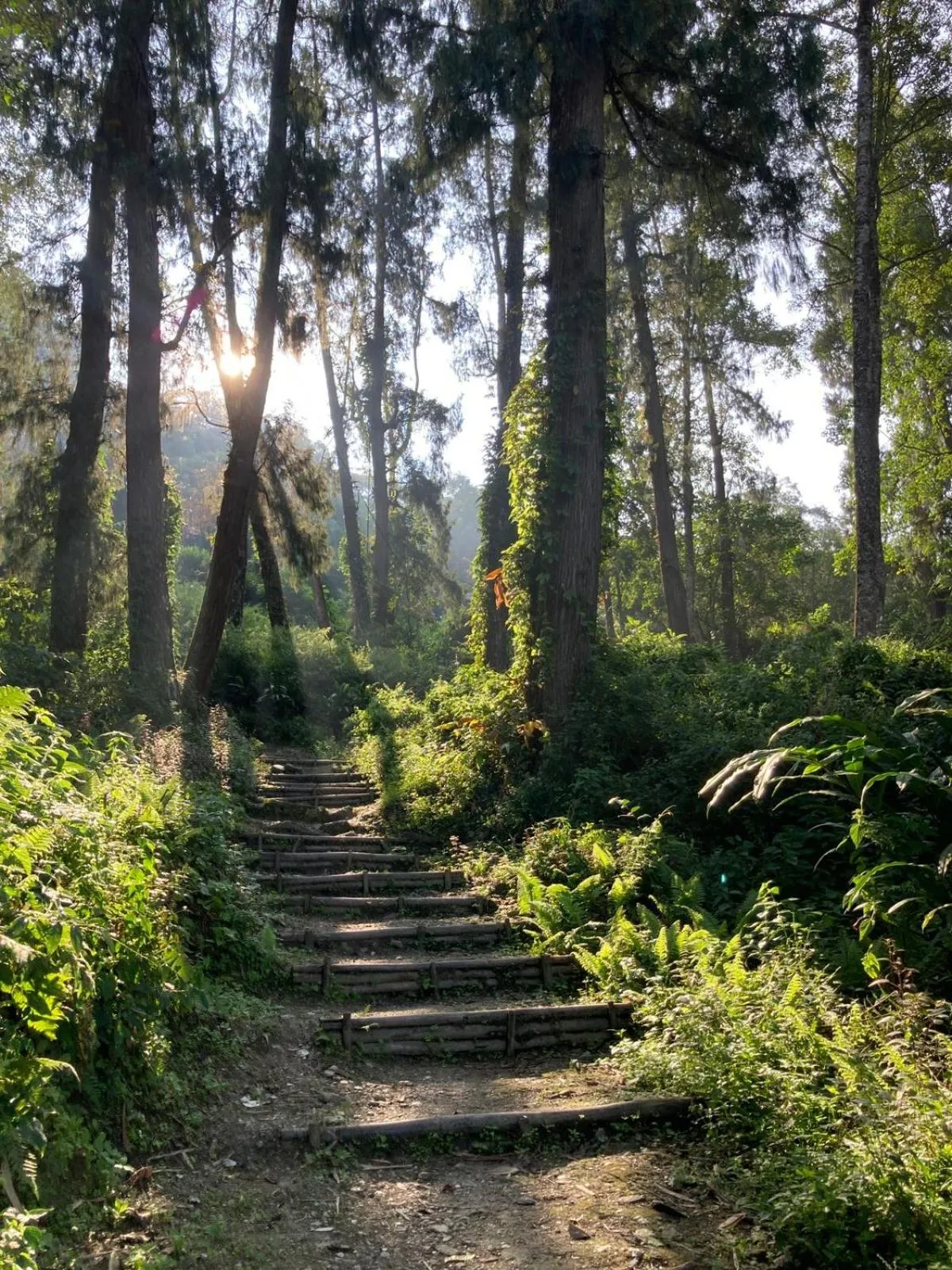 Natural landscape in Art Mile Kalimpong