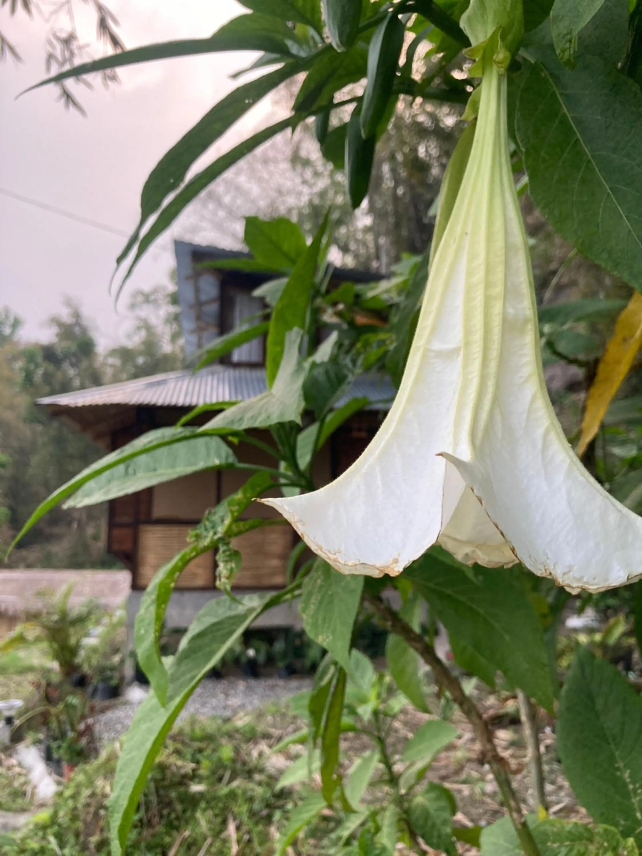 Garden in Art Mile Kalimpong