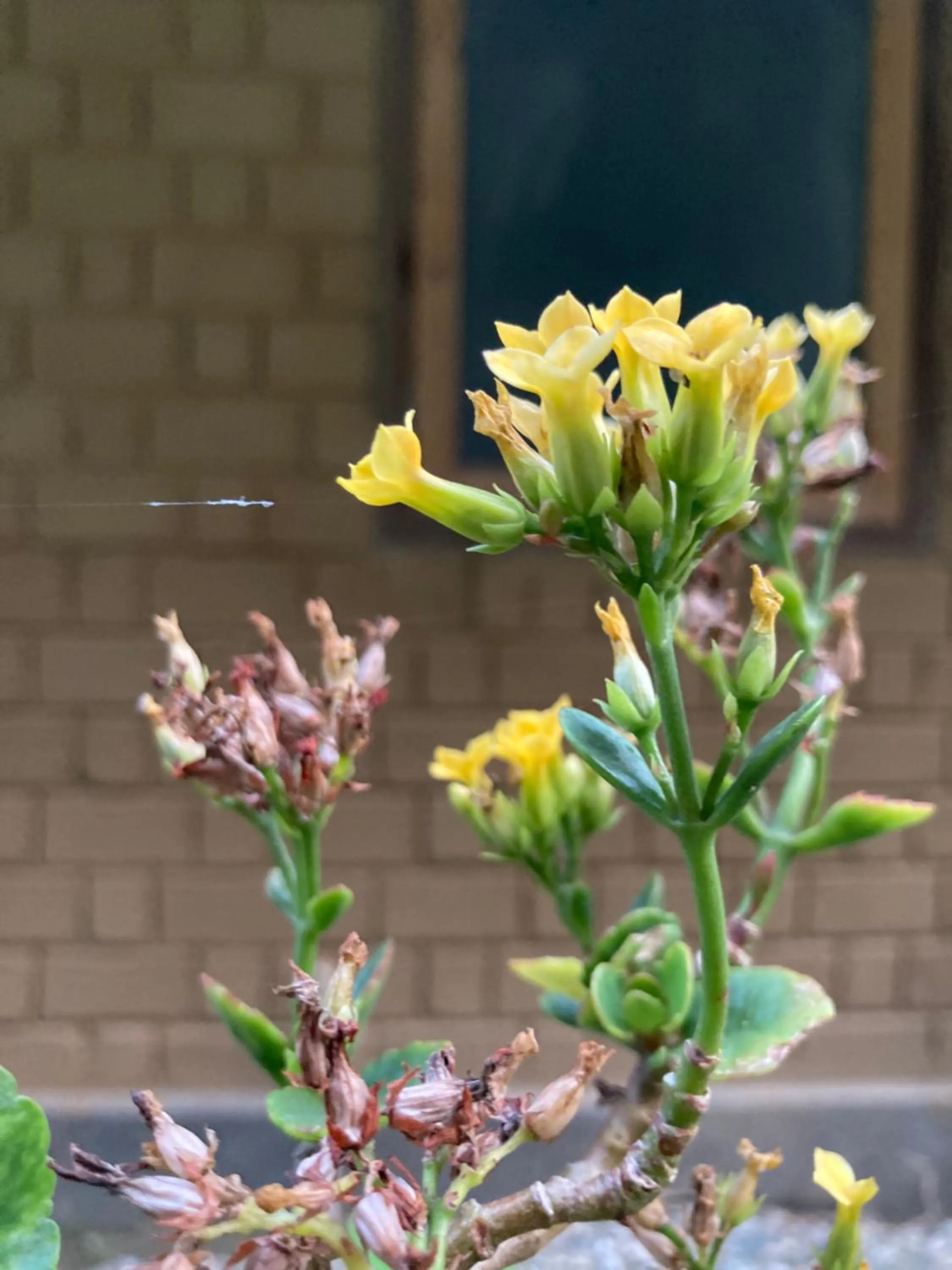 Garden in Art Mile Kalimpong