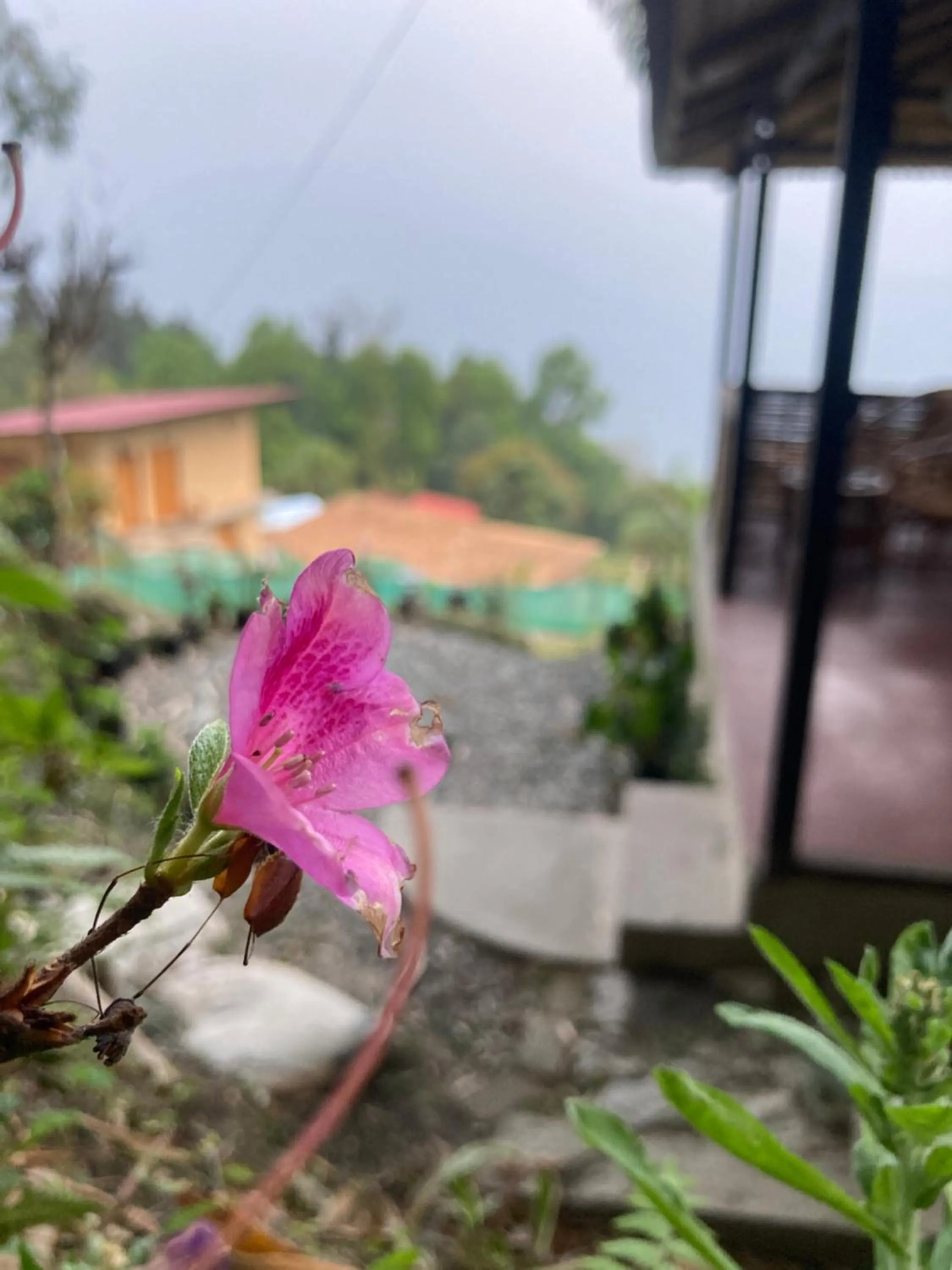 Garden in Art Mile Kalimpong