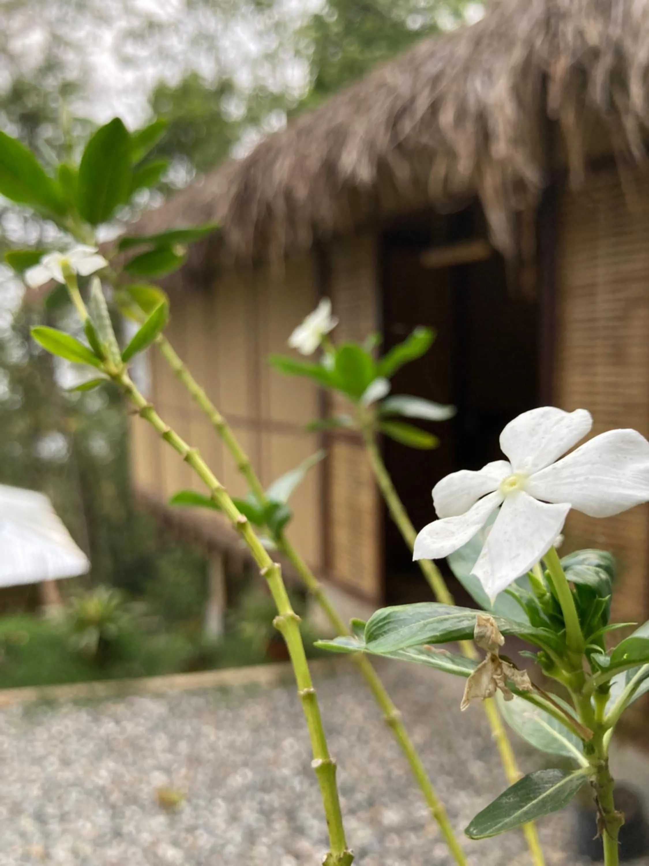 Garden in Art Mile Kalimpong