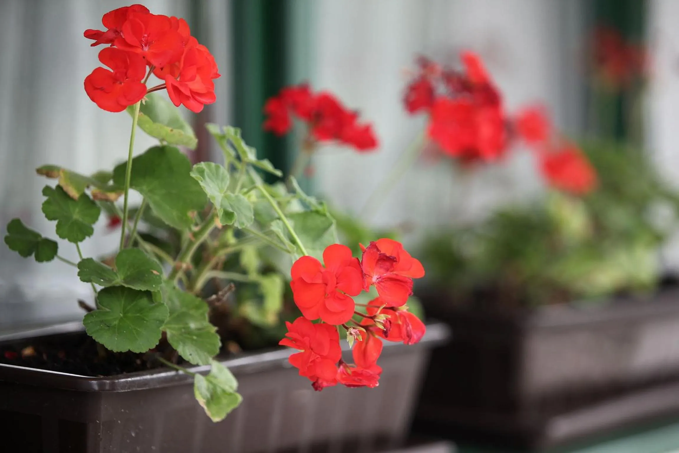 Decorative detail in Csillagtúra Panzió