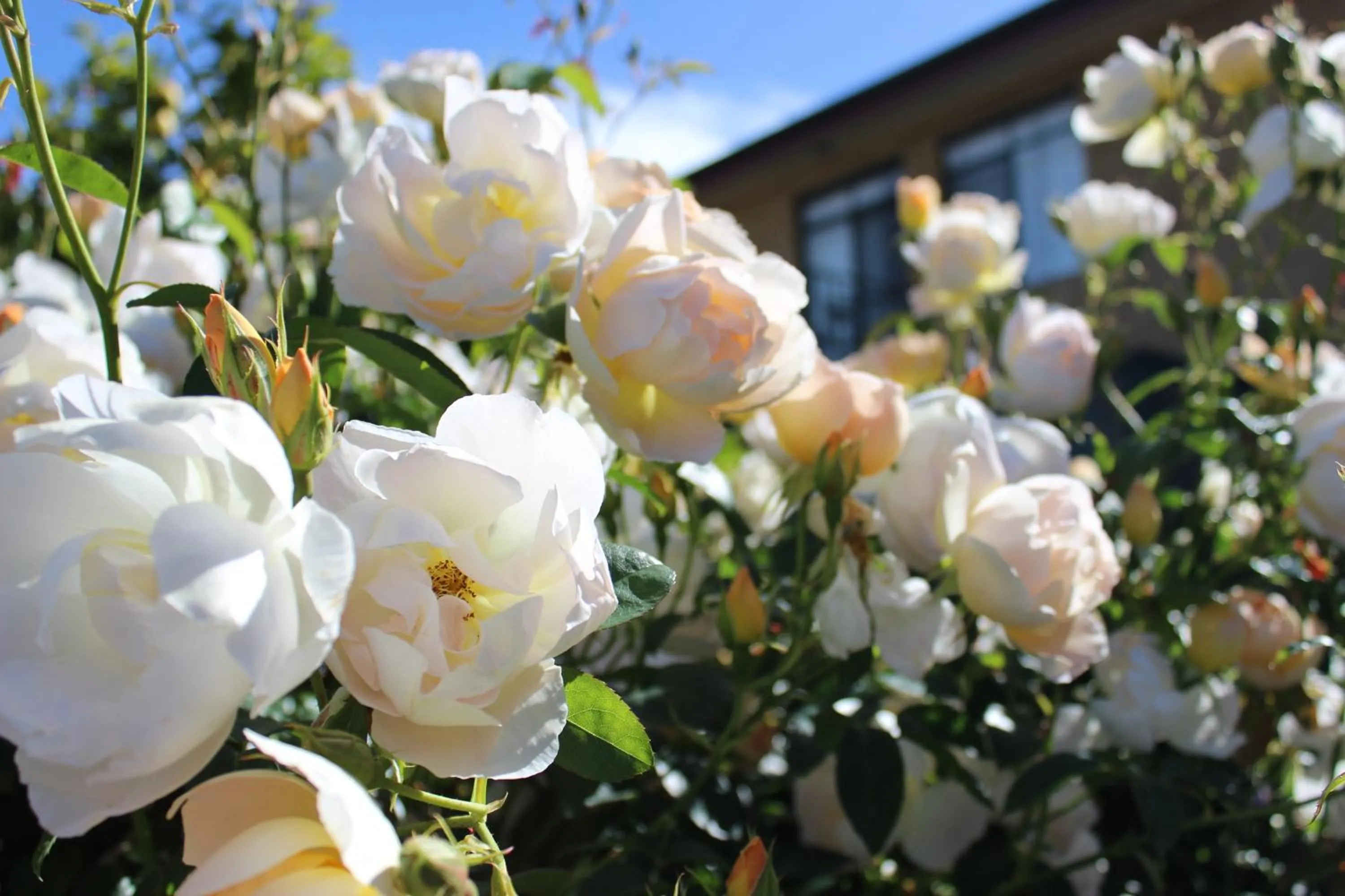 Natural landscape in Werndee