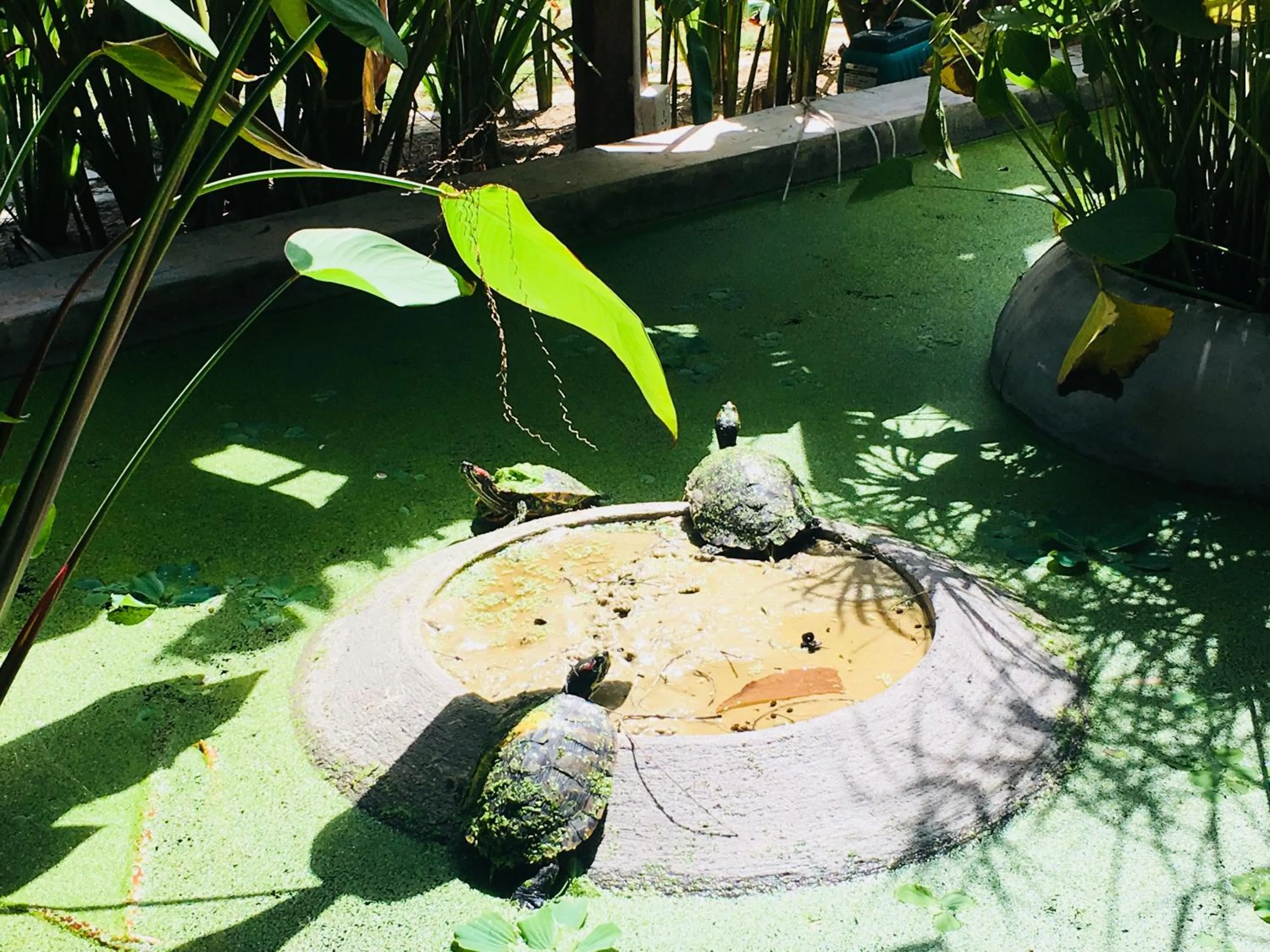 Animals in Sahaa Beach Resort