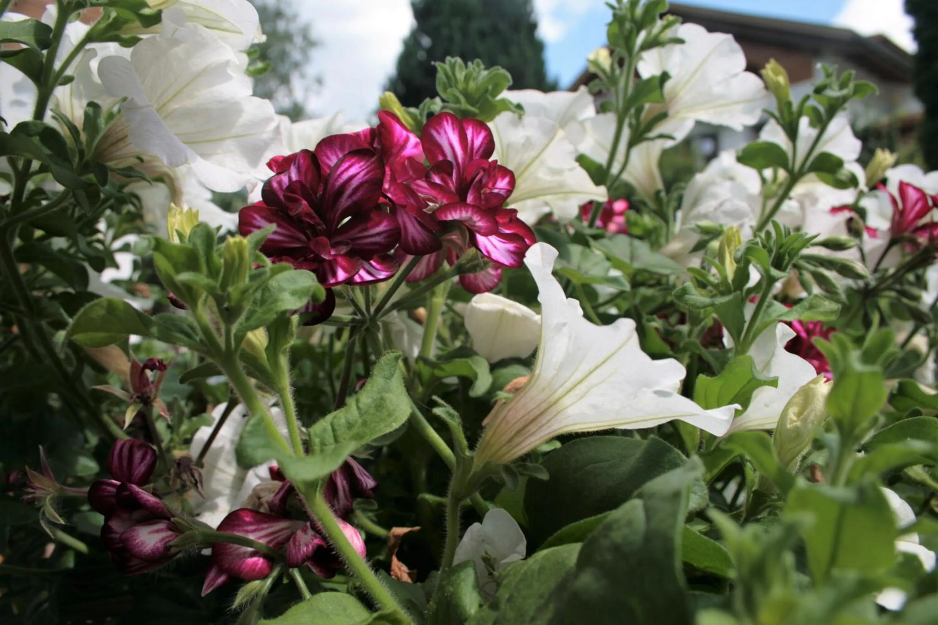Natural landscape in Hotel Garni Angerer