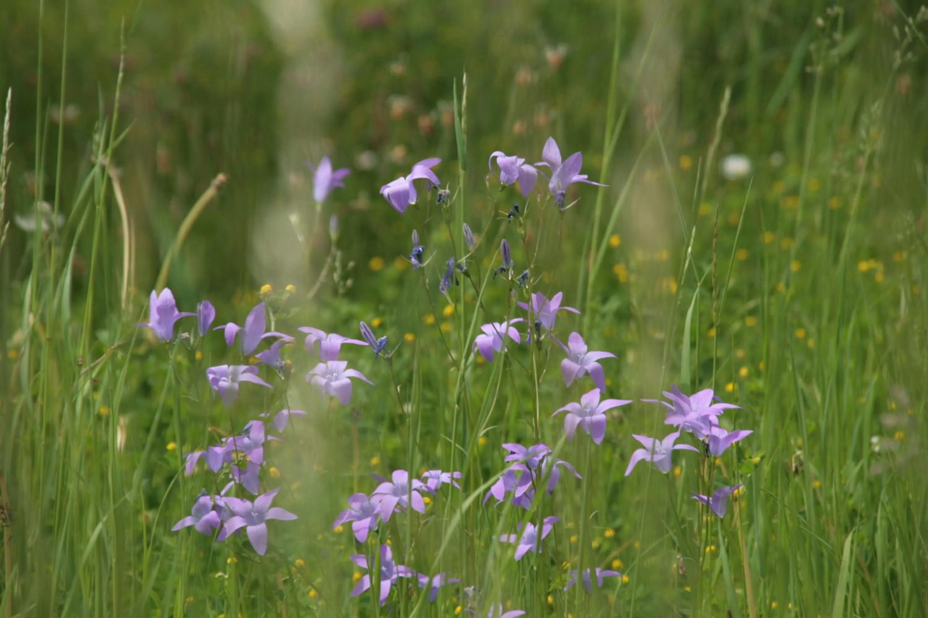 Natural landscape in Hotel Garni Angerer