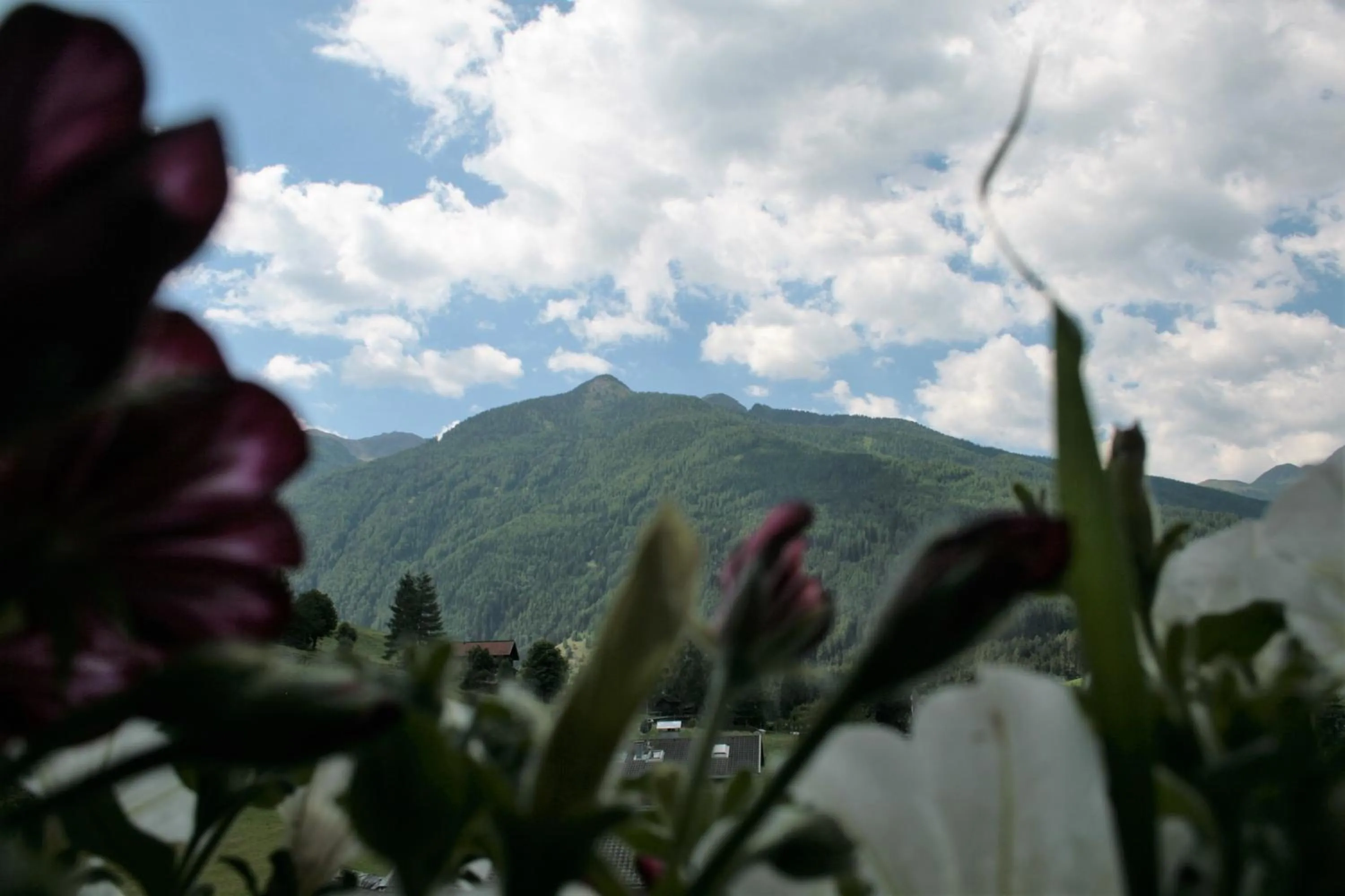 Natural landscape in Hotel Garni Angerer