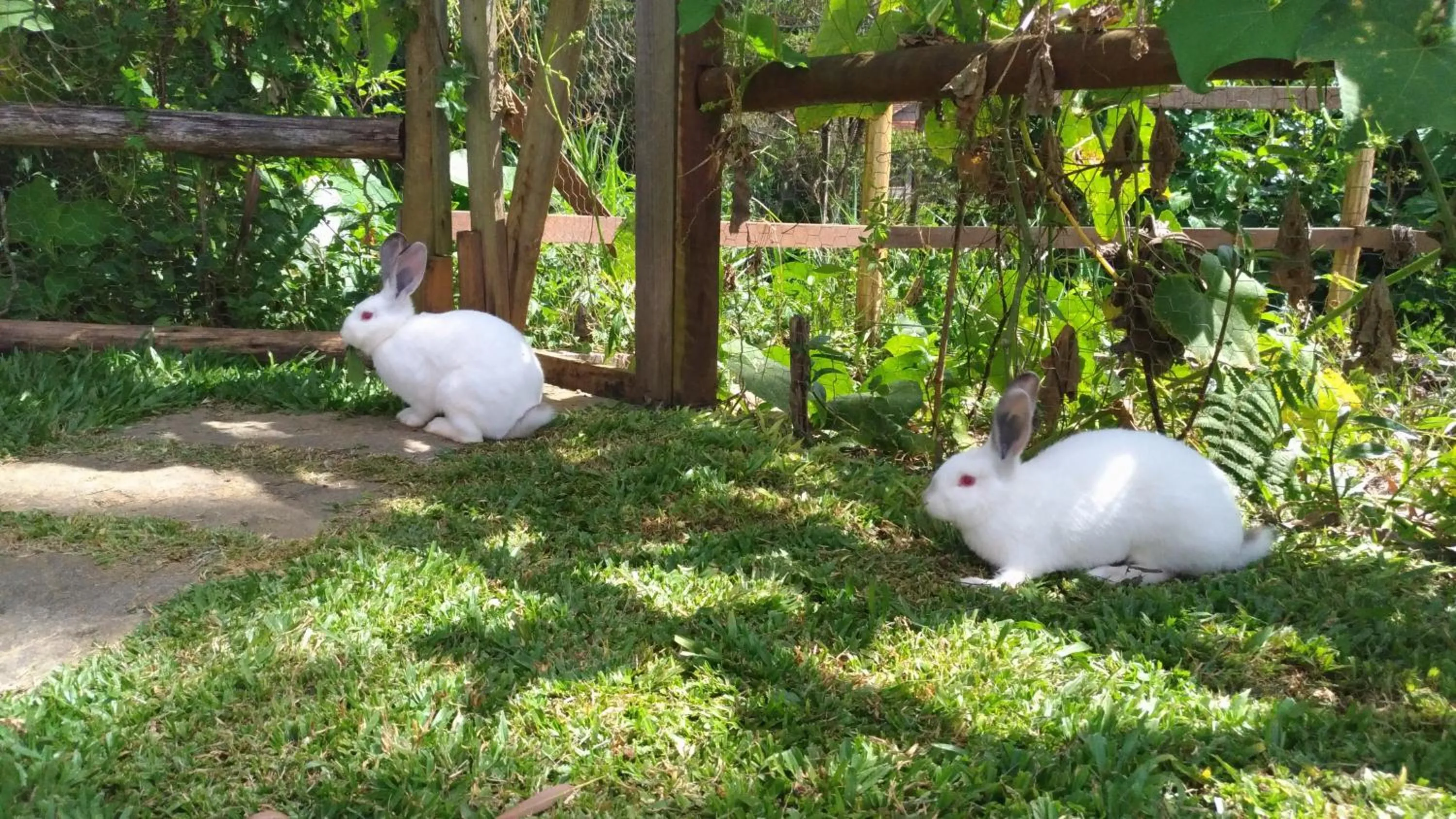 Pets in Hotel Willisau