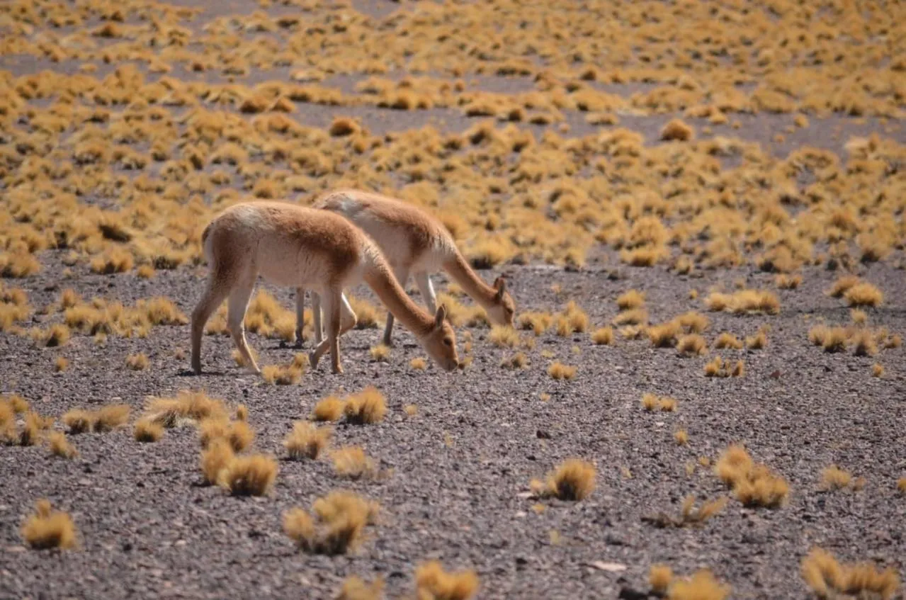 Animals in Hoteles Pueblo de Tierra