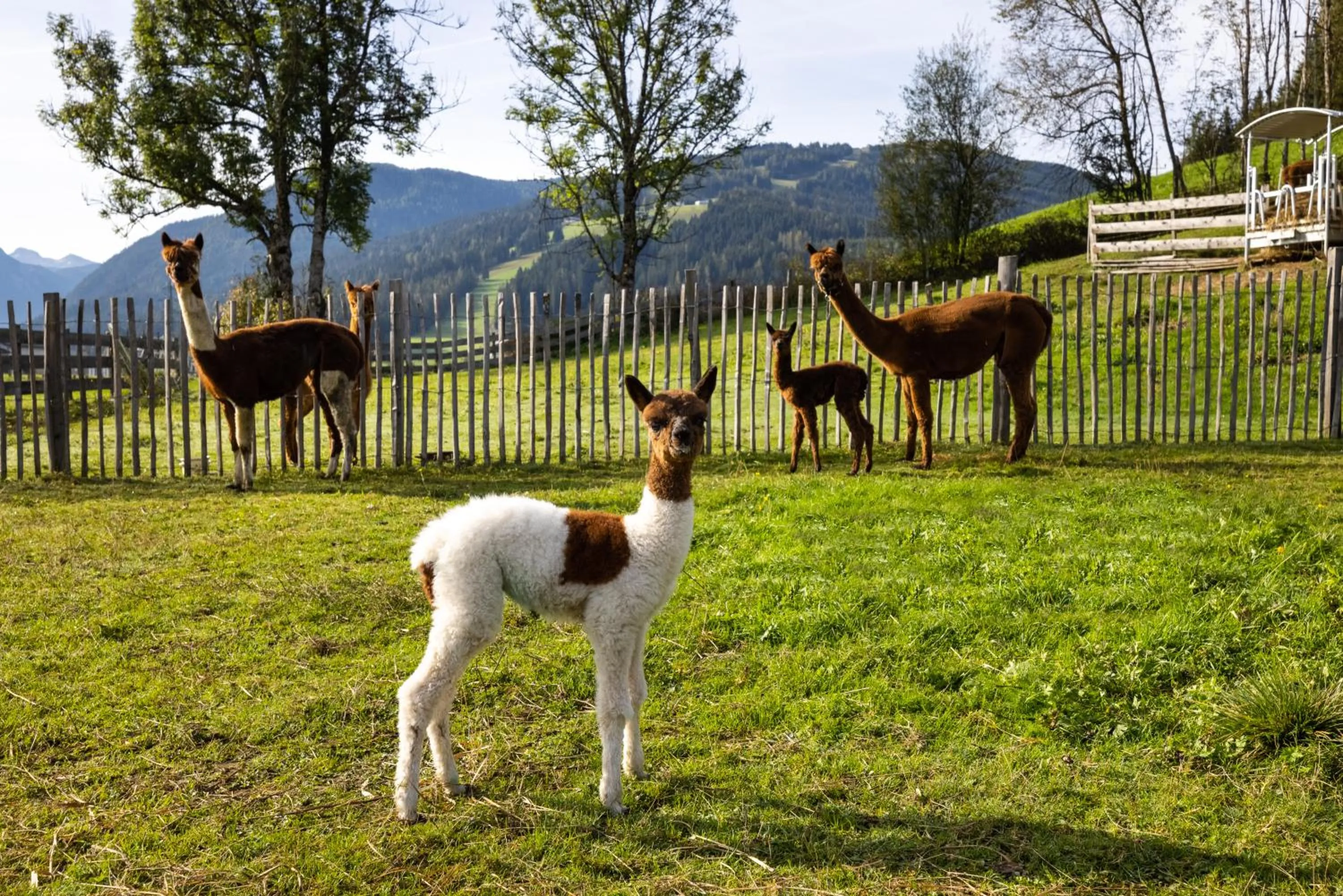 Animals in Laubichlhof
