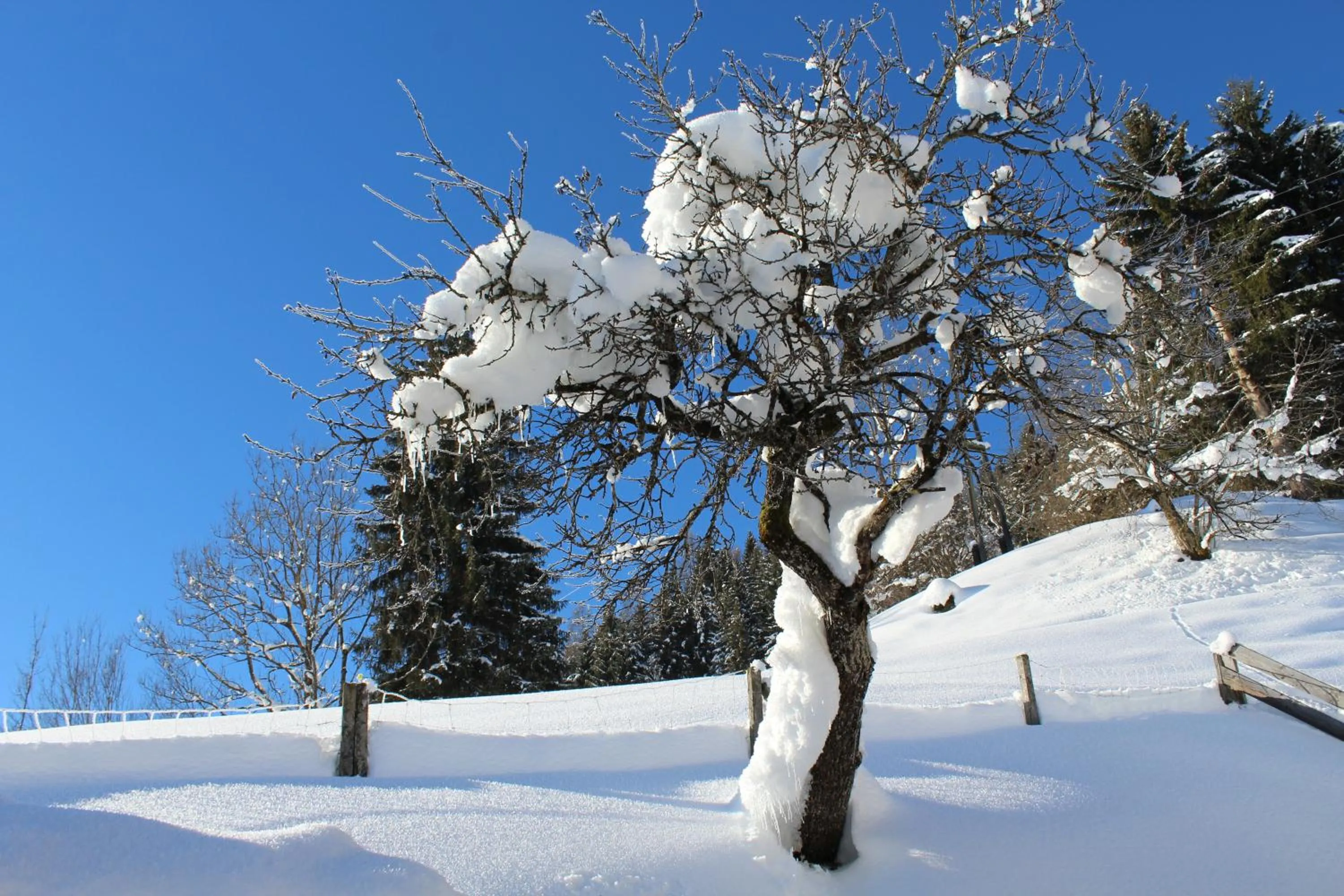Garden in Laubichlhof