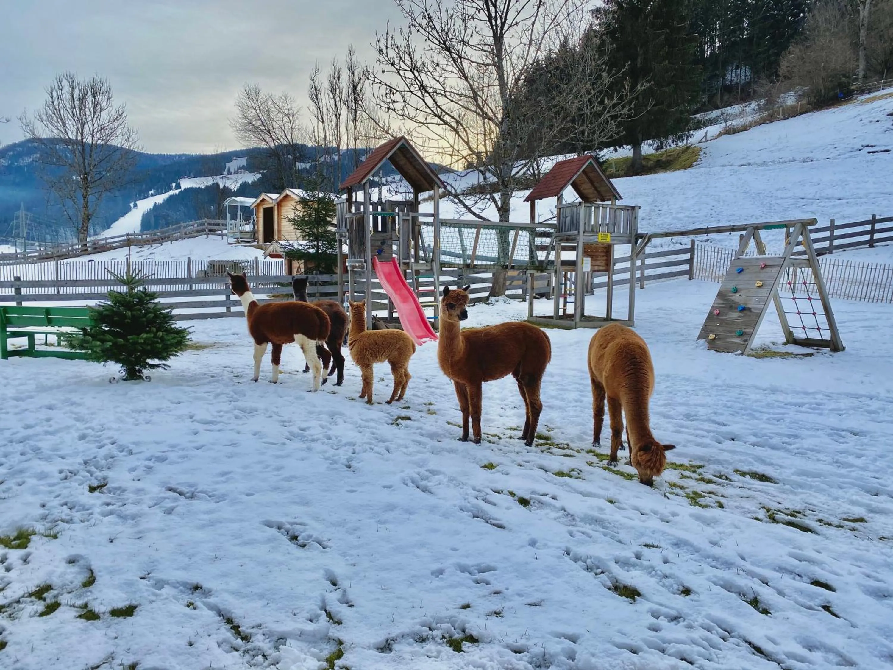 Animals in Laubichlhof