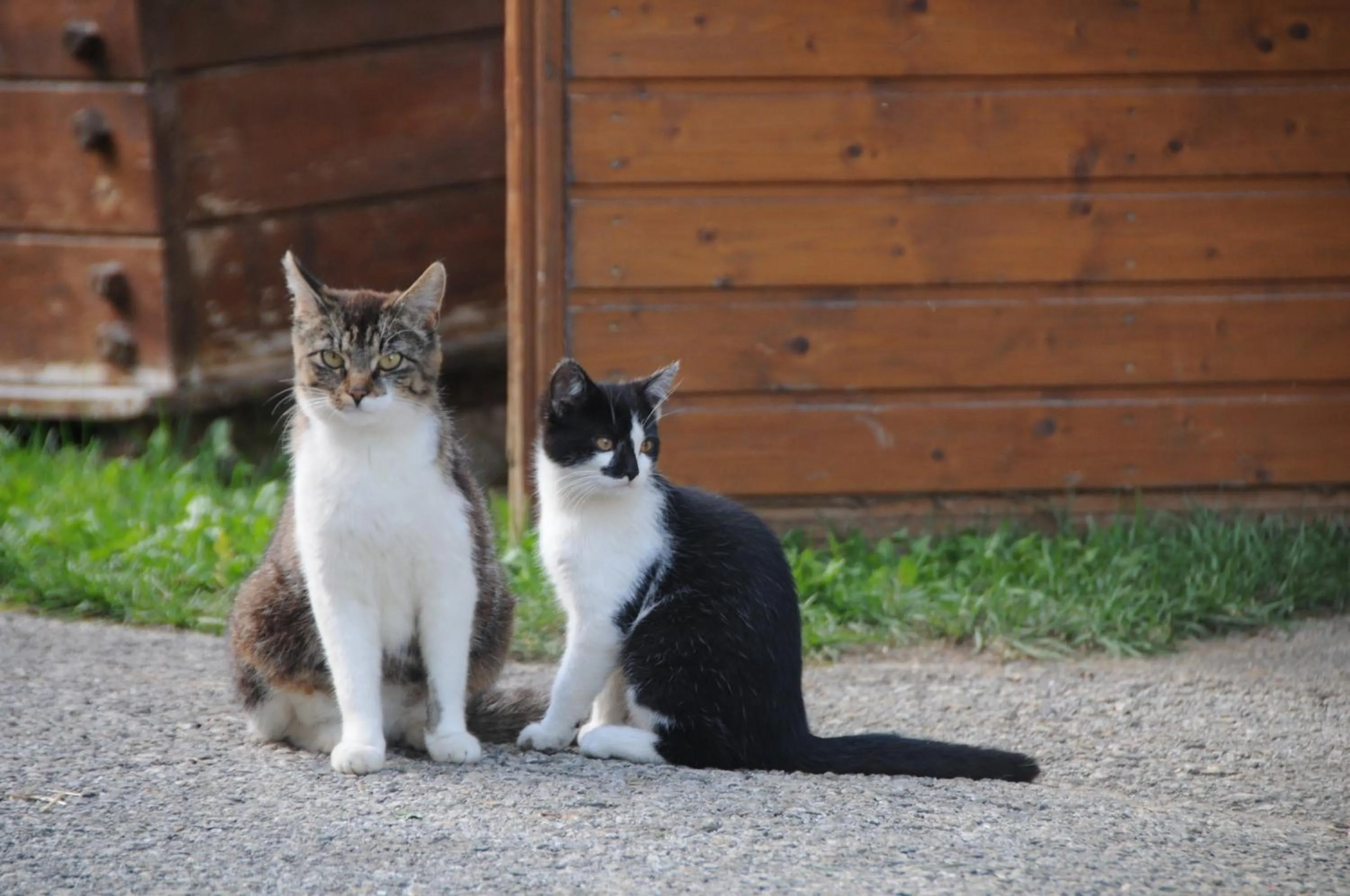 Pets in Laubichlhof