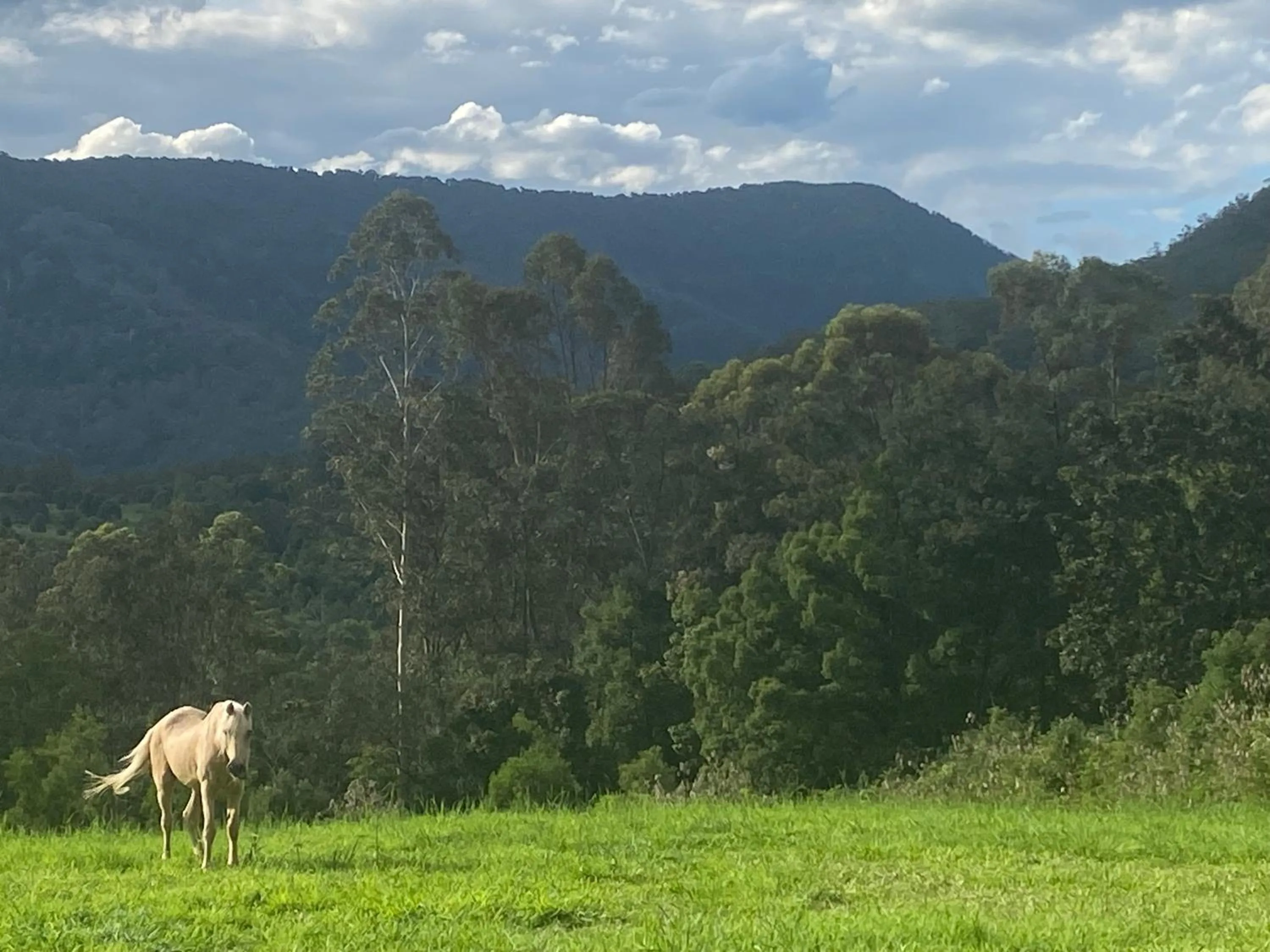 Natural landscape in Nimbin waterfall retreat