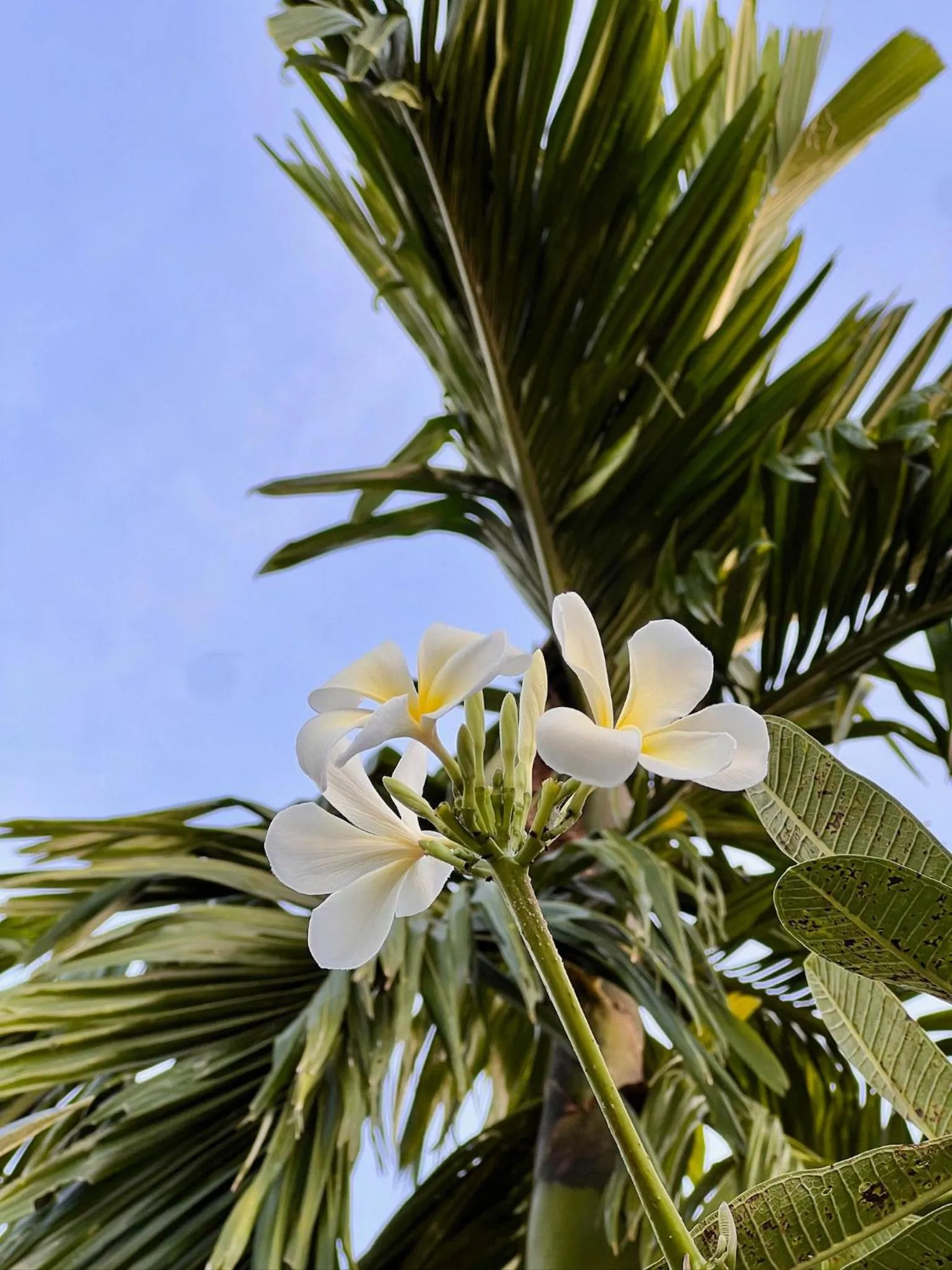 Day in The Canopy Krabi