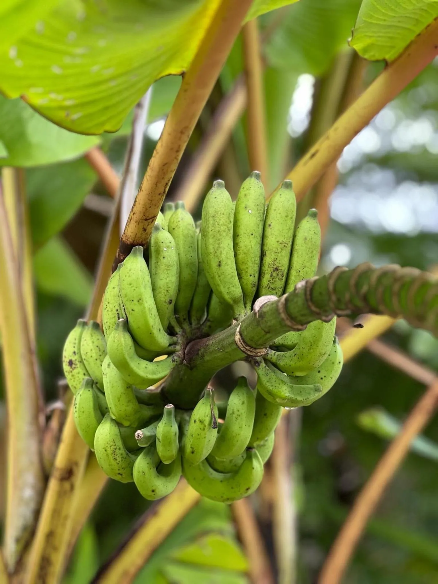 Garden in The Canopy Krabi