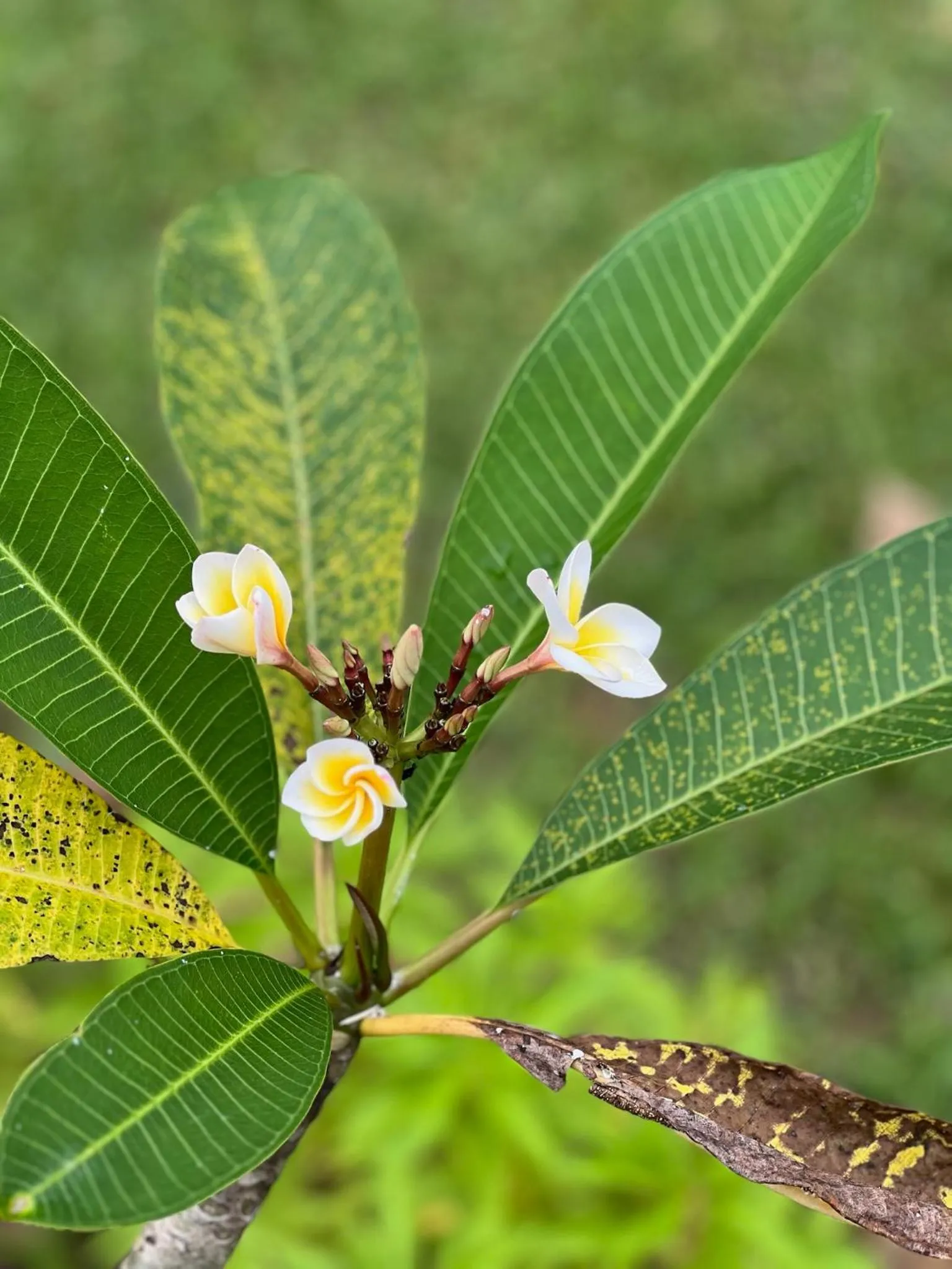Garden in The Canopy Krabi