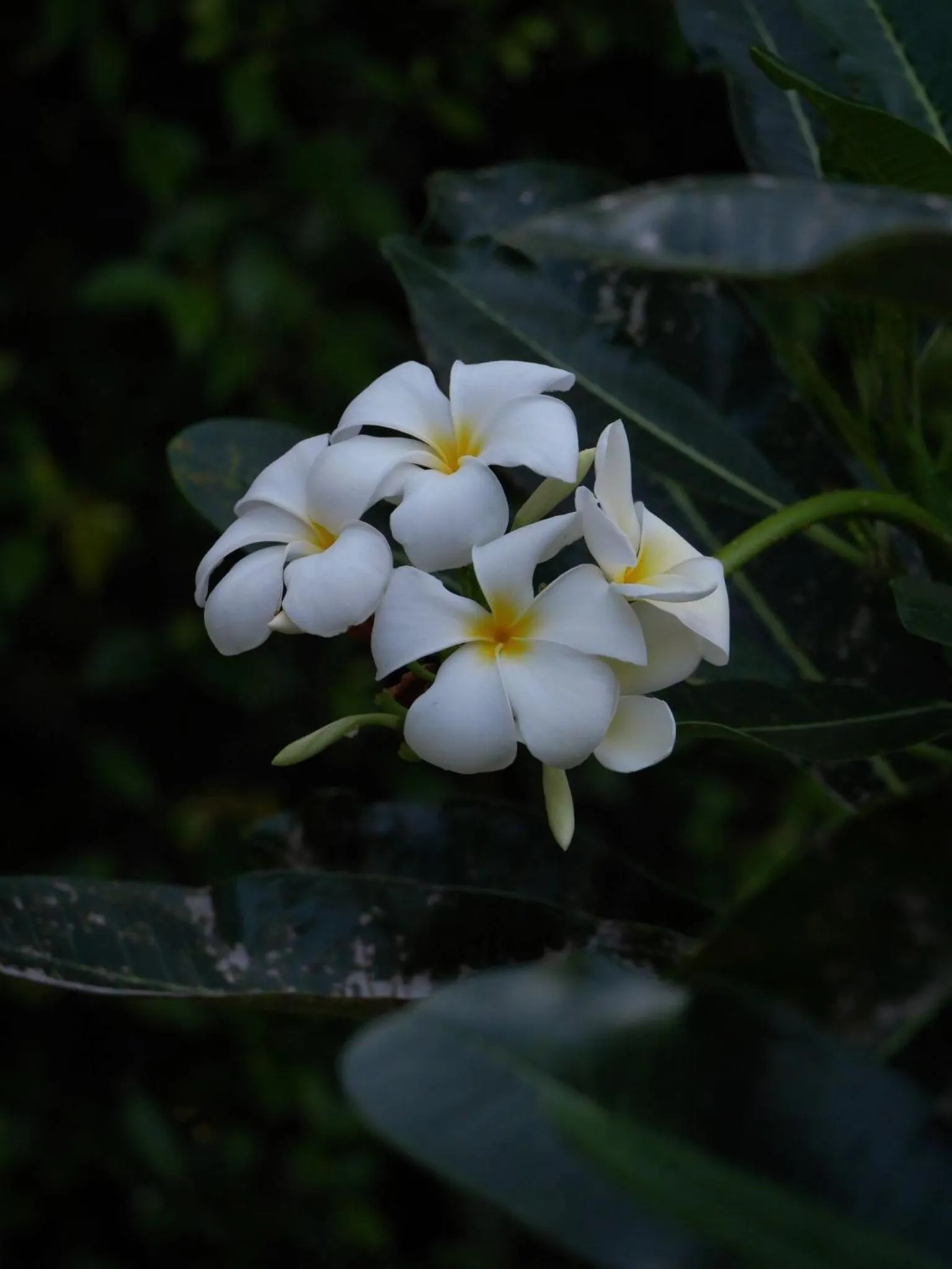Garden in The Canopy Krabi
