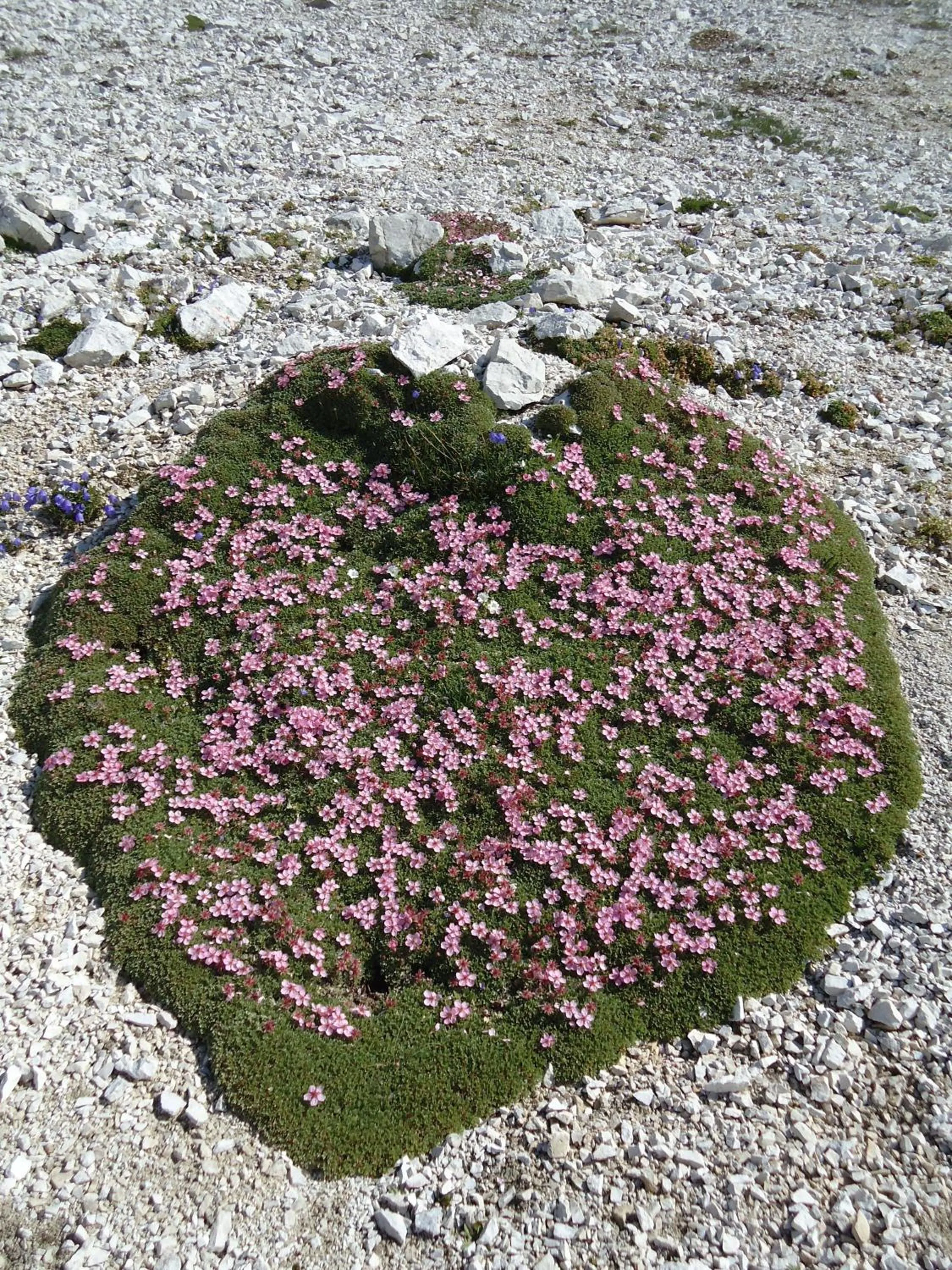 Natural landscape in Apartment Šavli