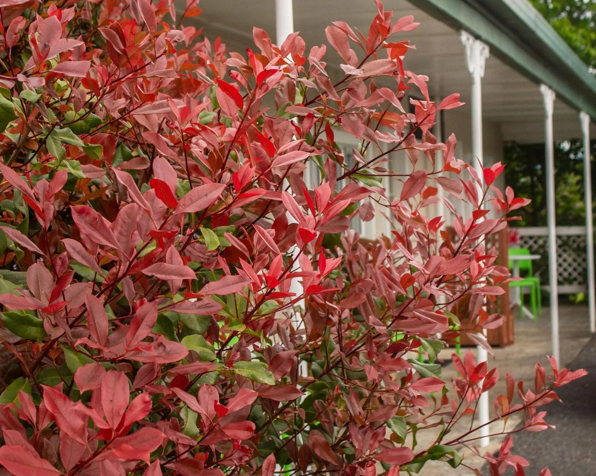 Garden view in Palm Motel Waihi