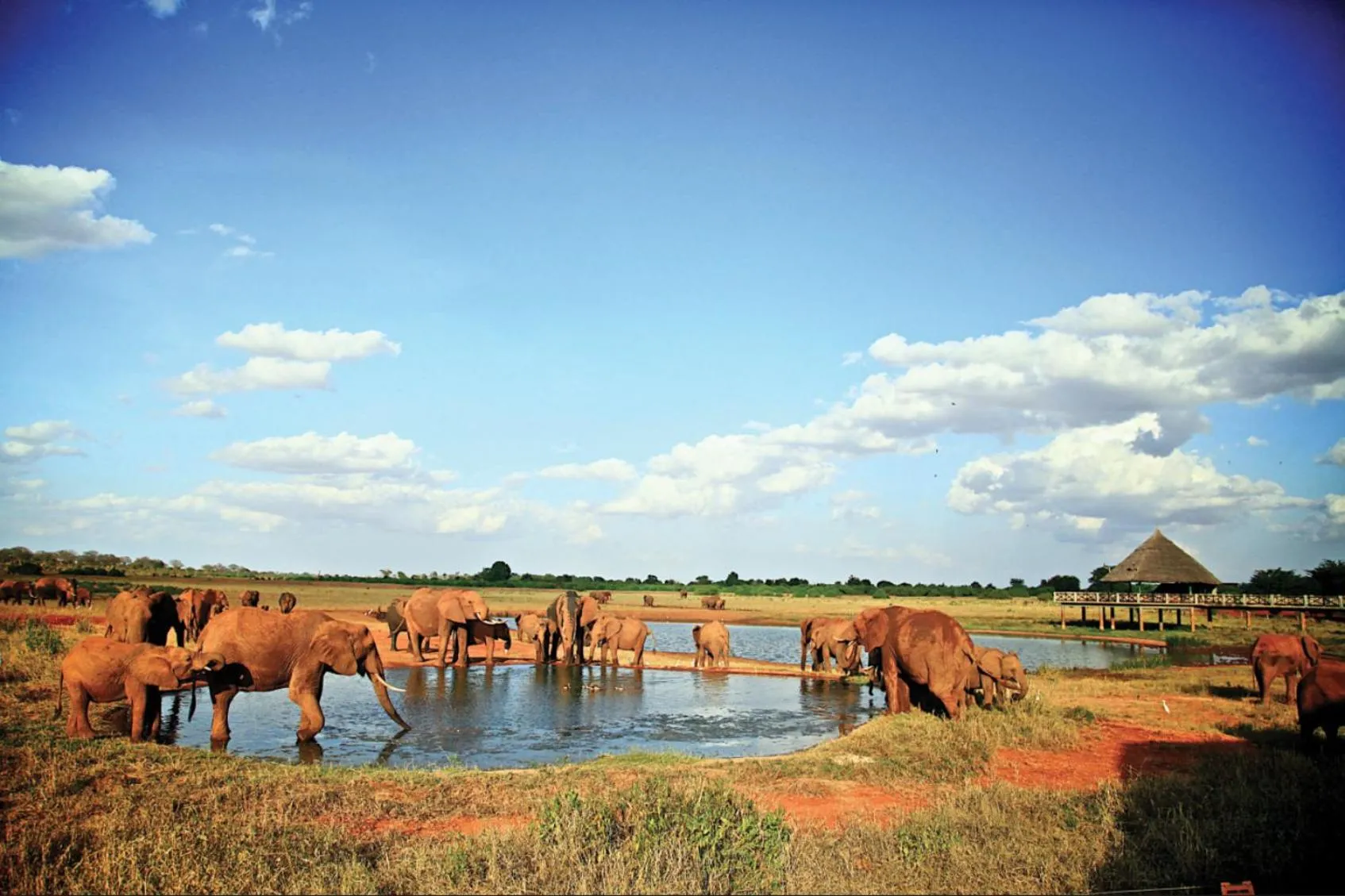 View (from property/room) in Voi Wildlife Lodge