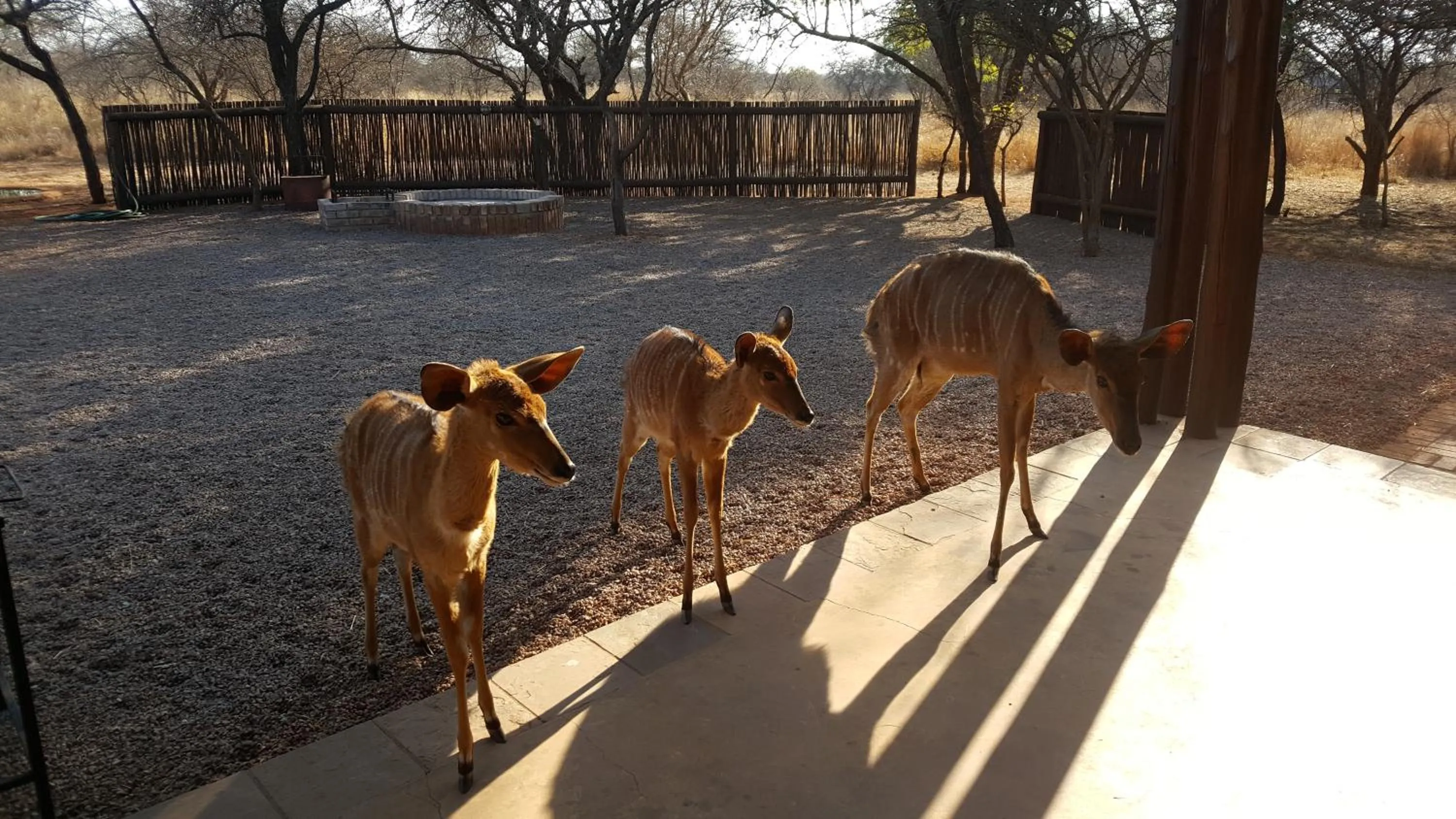 Animals in Makhato 84 Bush Lodge