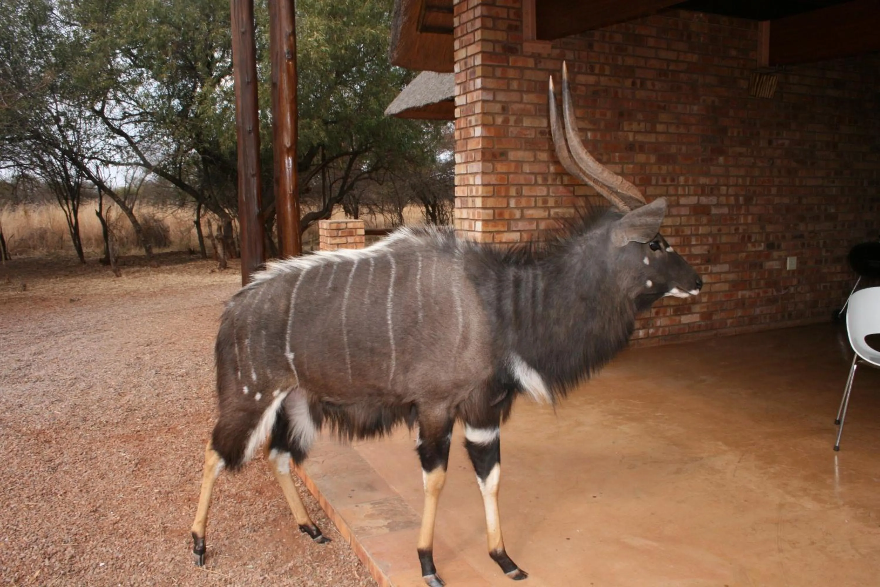 Animals in Makhato 84 Bush Lodge