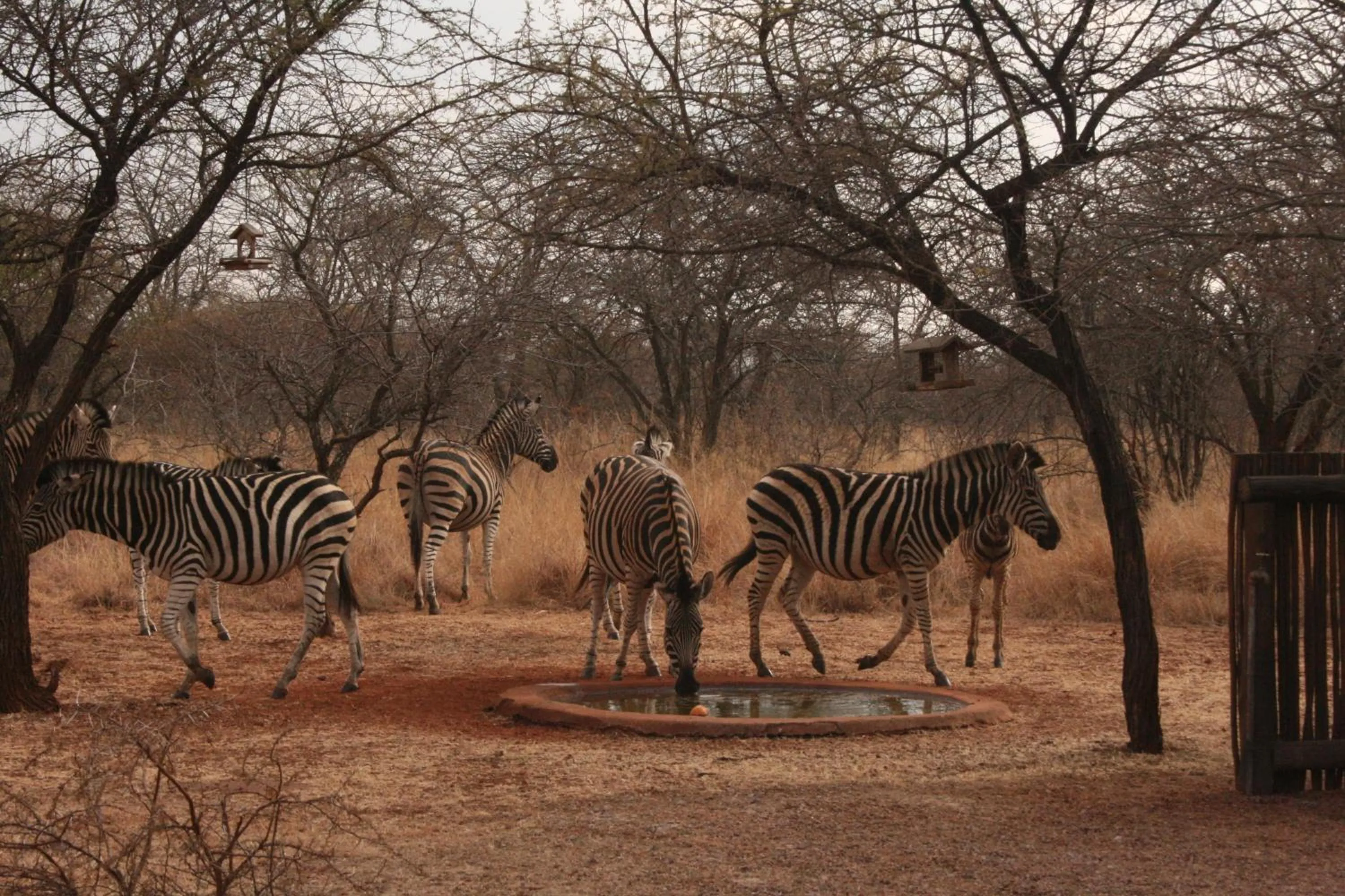 Animals in Makhato 84 Bush Lodge