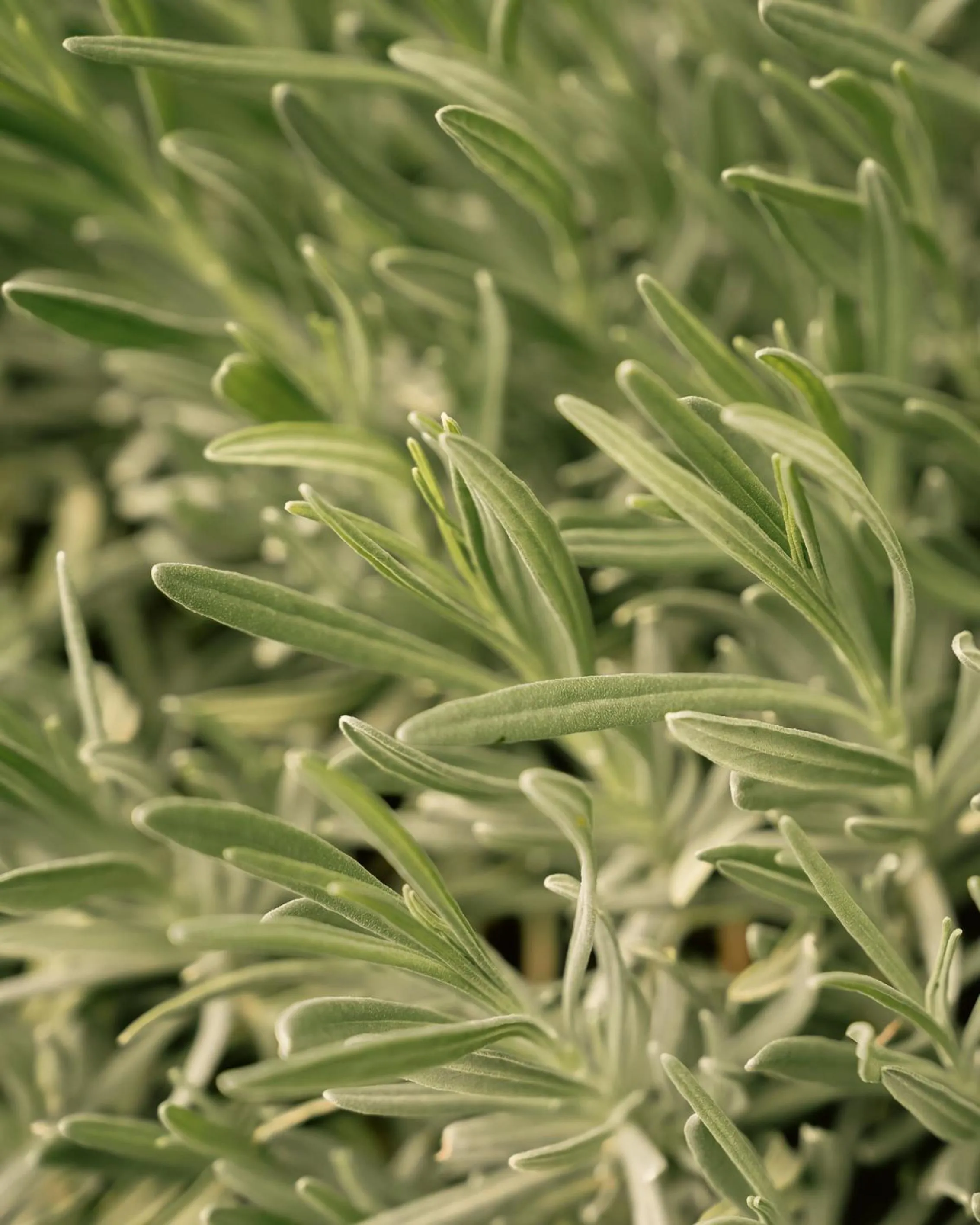 Spring in Klinci Village Resort