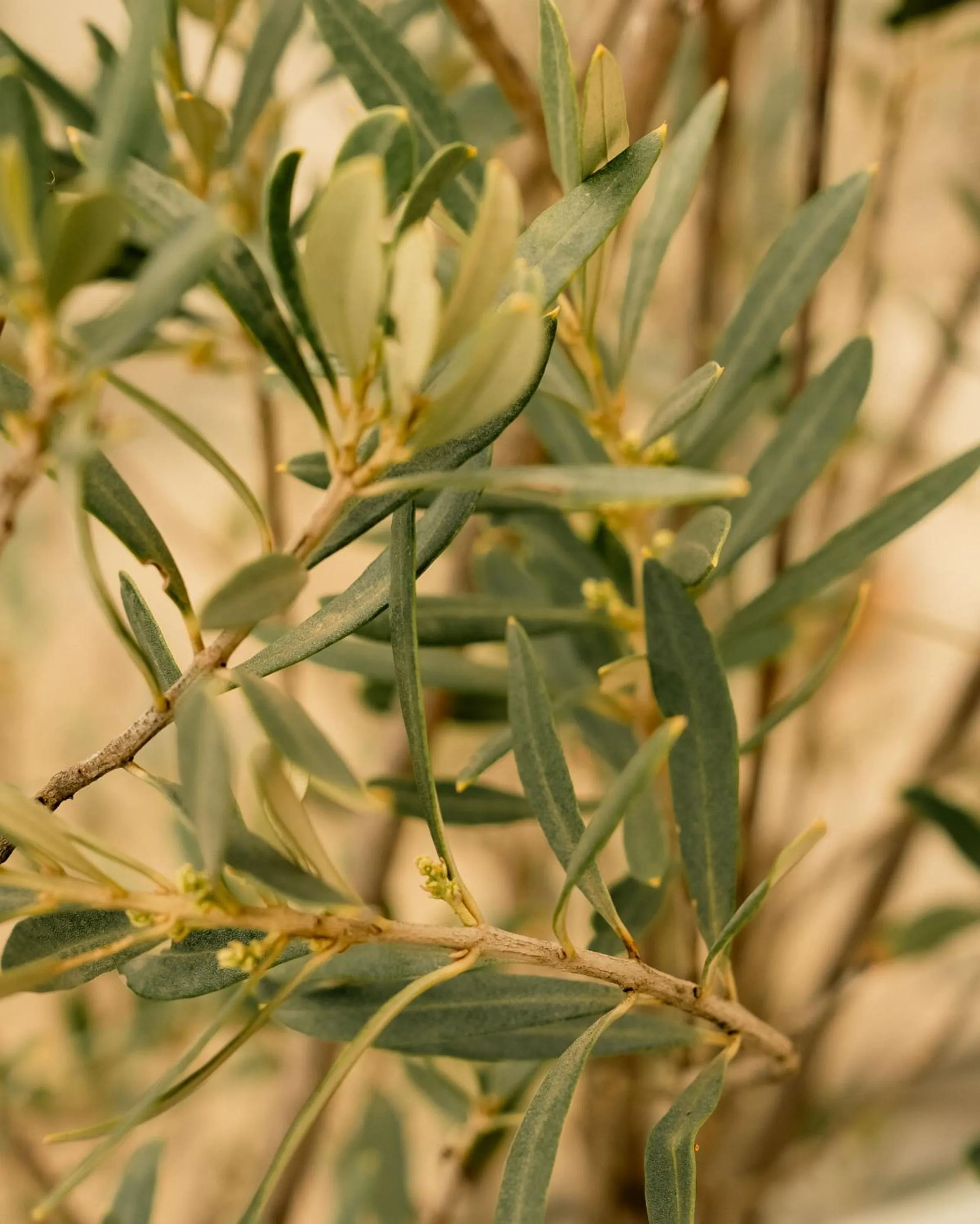 Spring in Klinci Village Resort