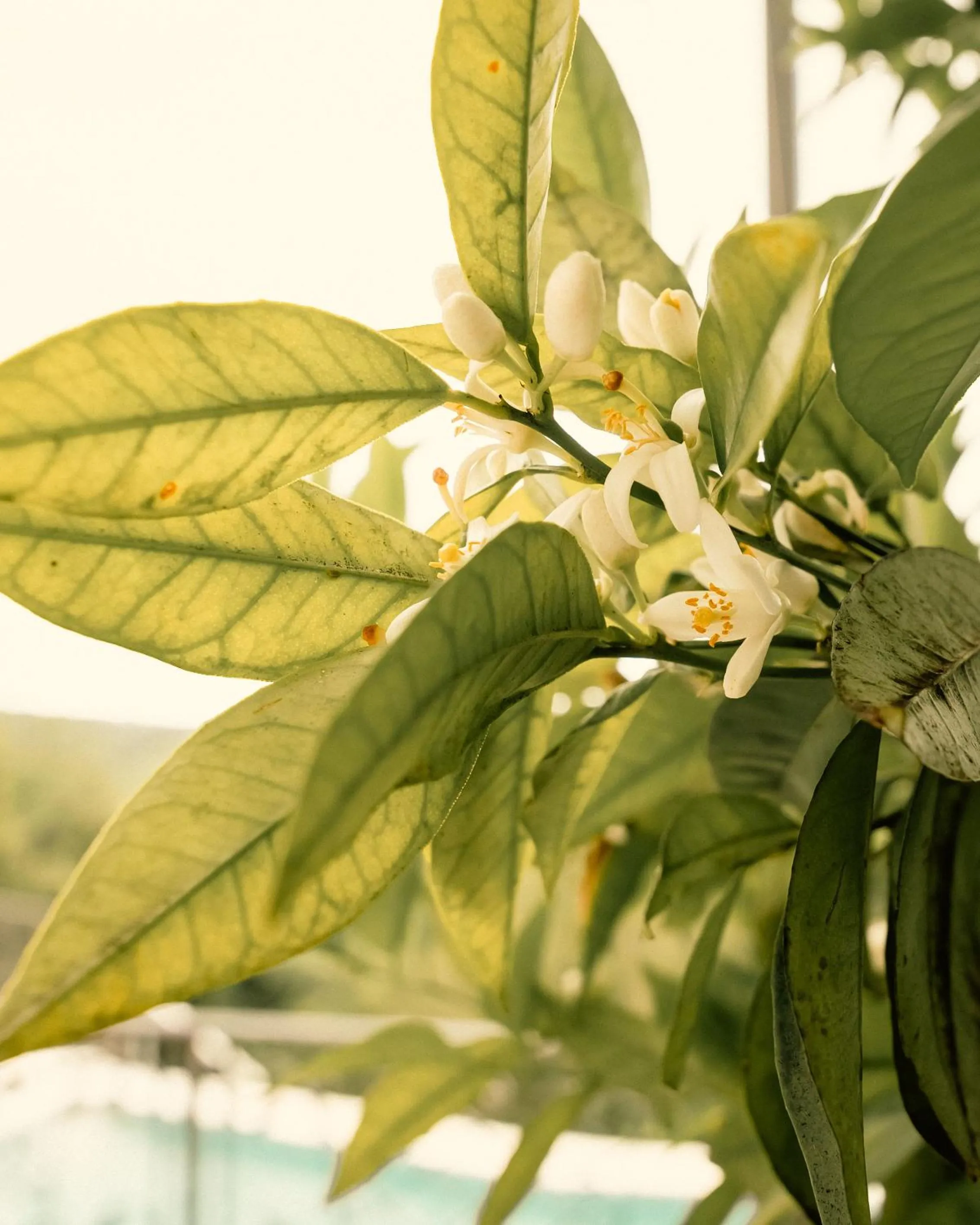 Spring in Klinci Village Resort