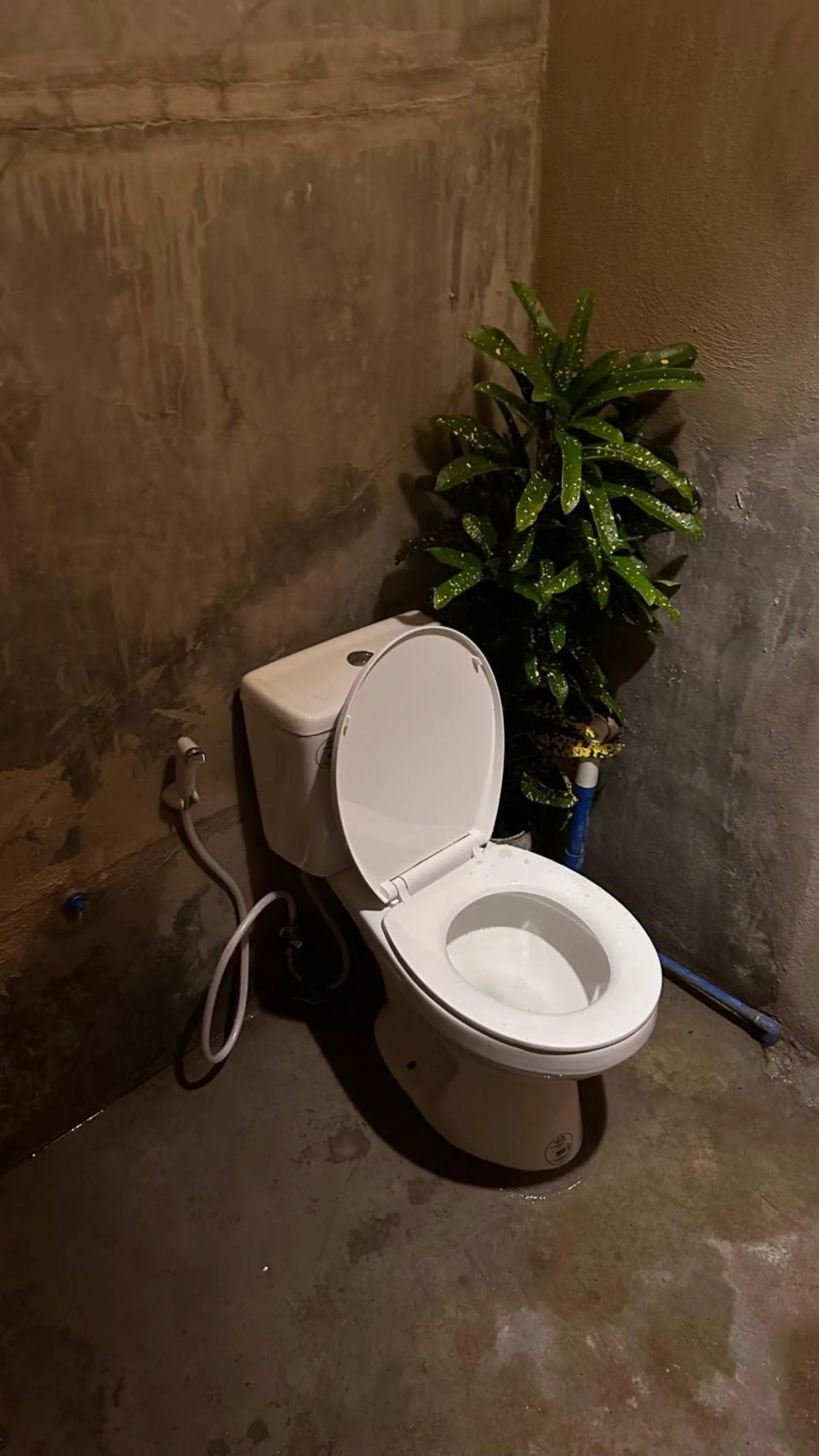 Lionfish Backpackers Hostel Malapascua