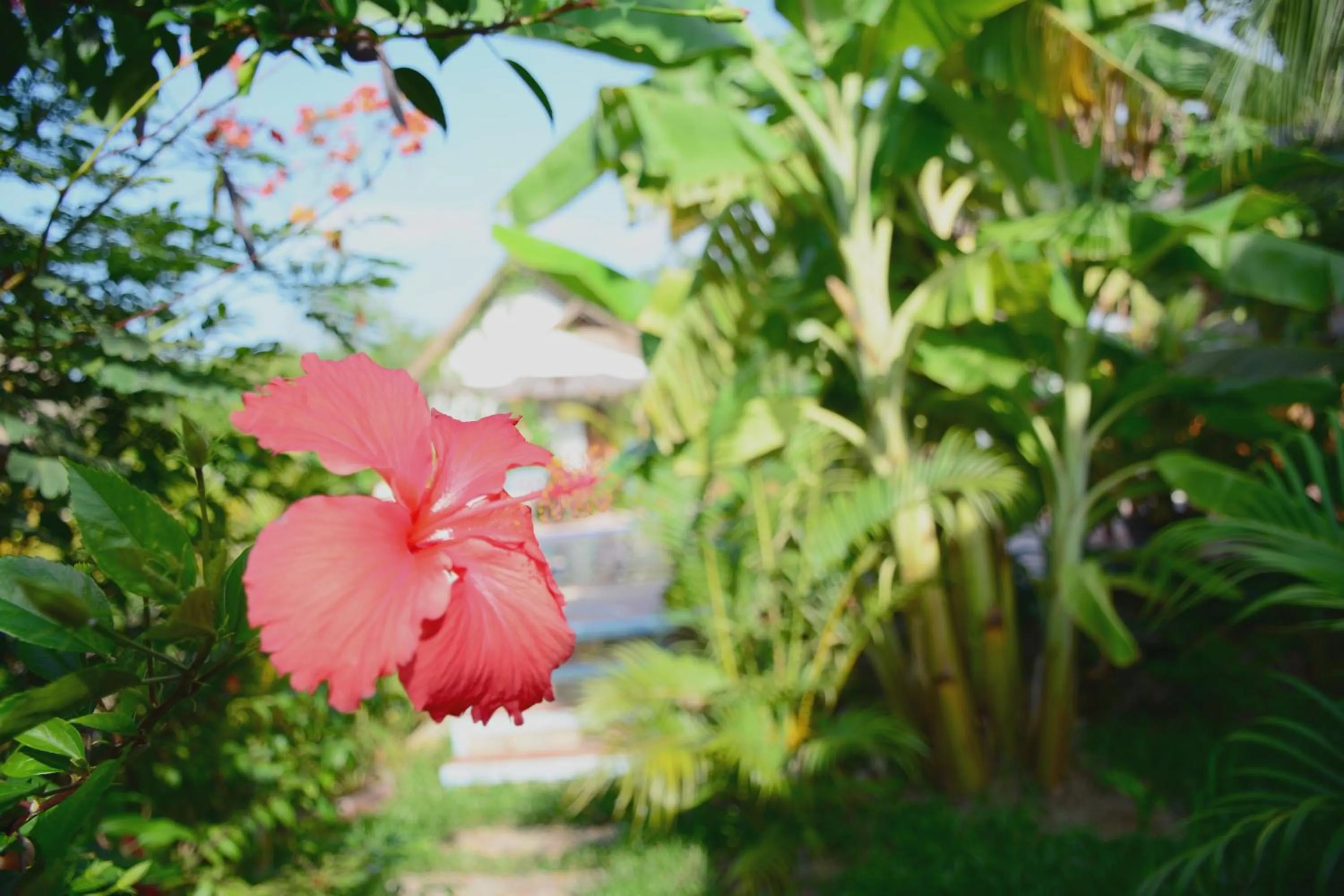 Garden in Darica Resort