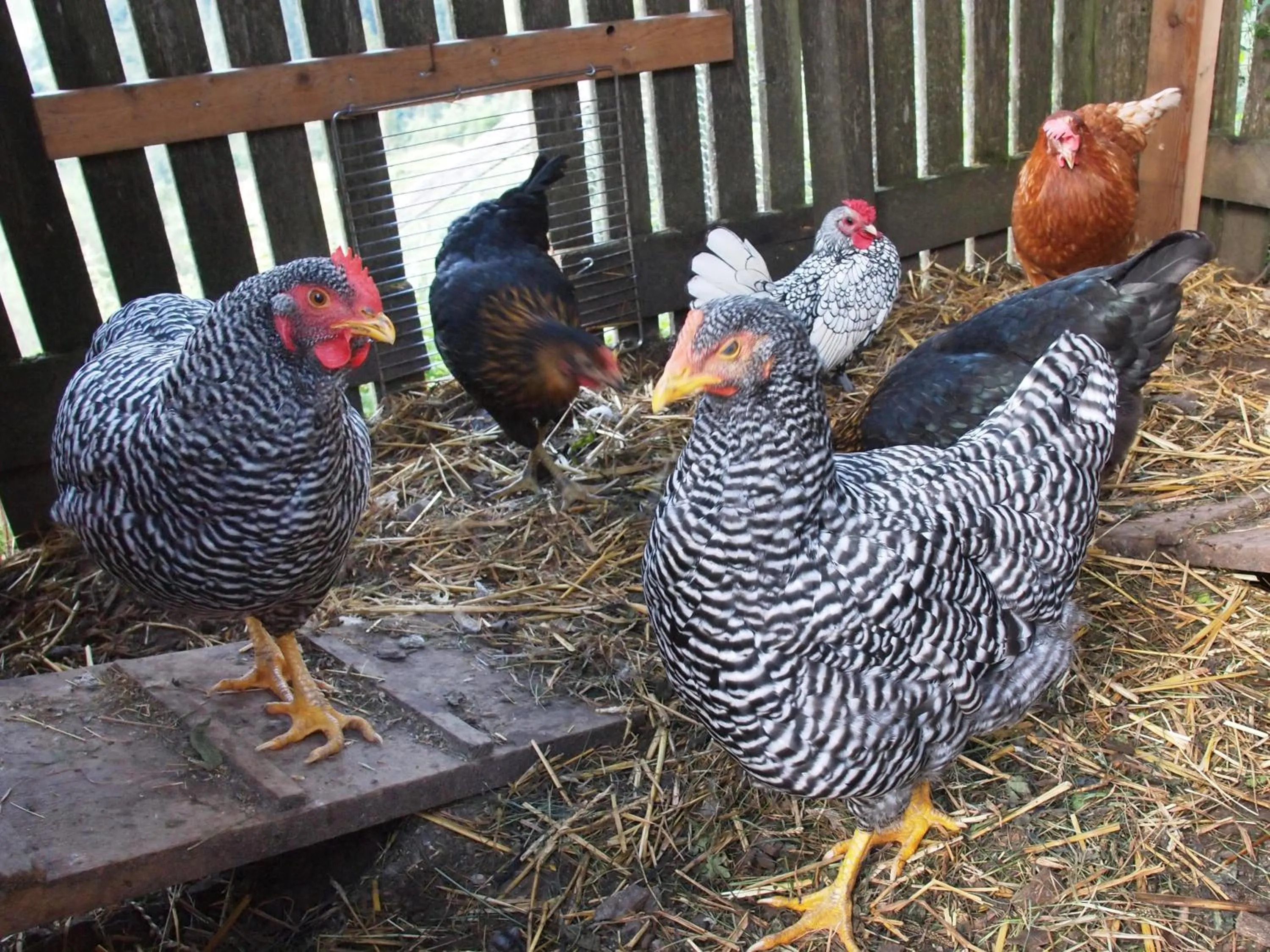 Pets in Gasthof Pesbichl