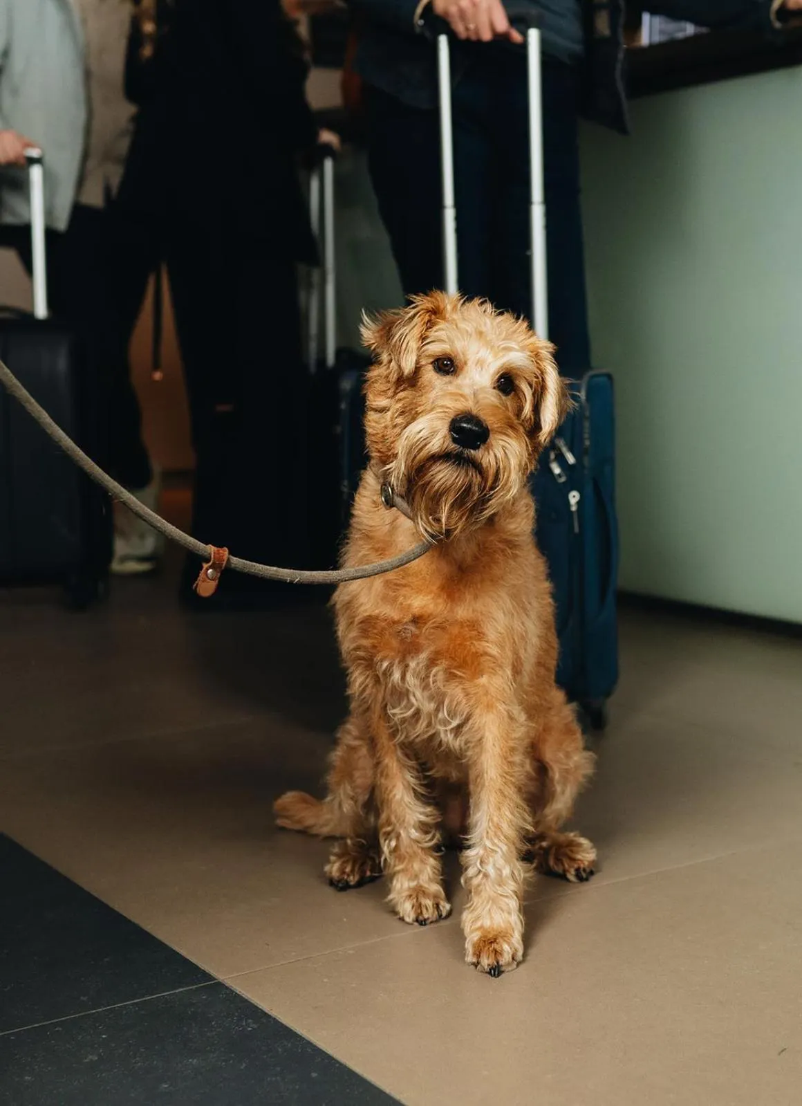 Pets in Hotel De Zeeuwse Stromen