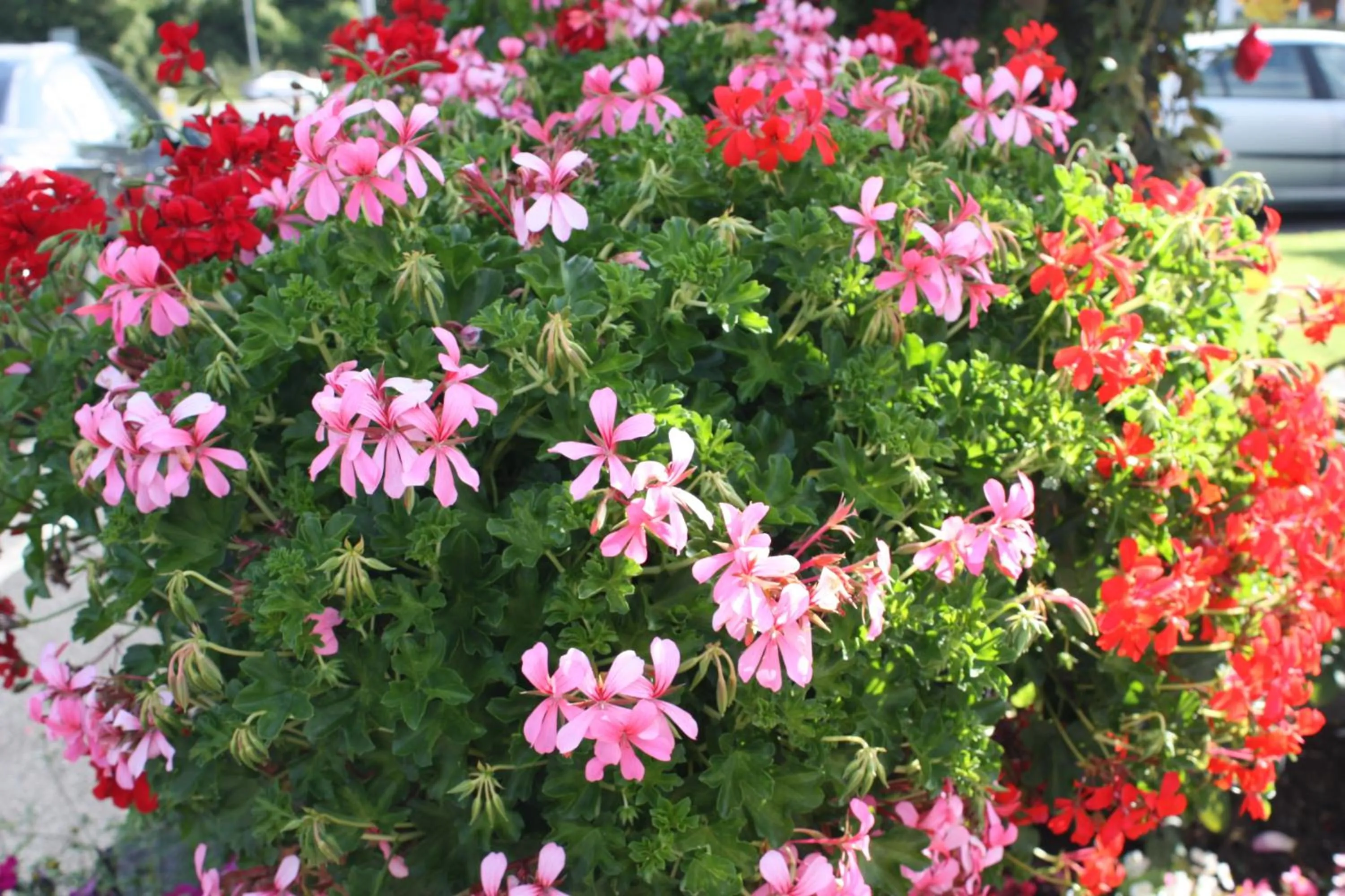 Decorative detail in Cillcearn House