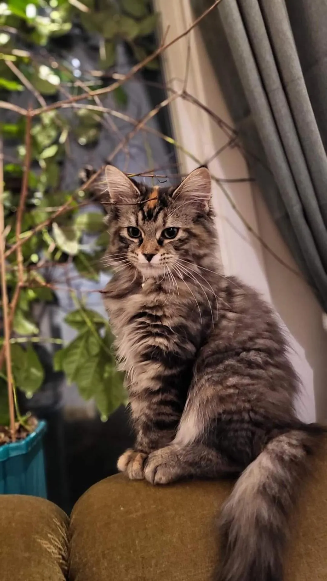 Pets in Boukersen Heim